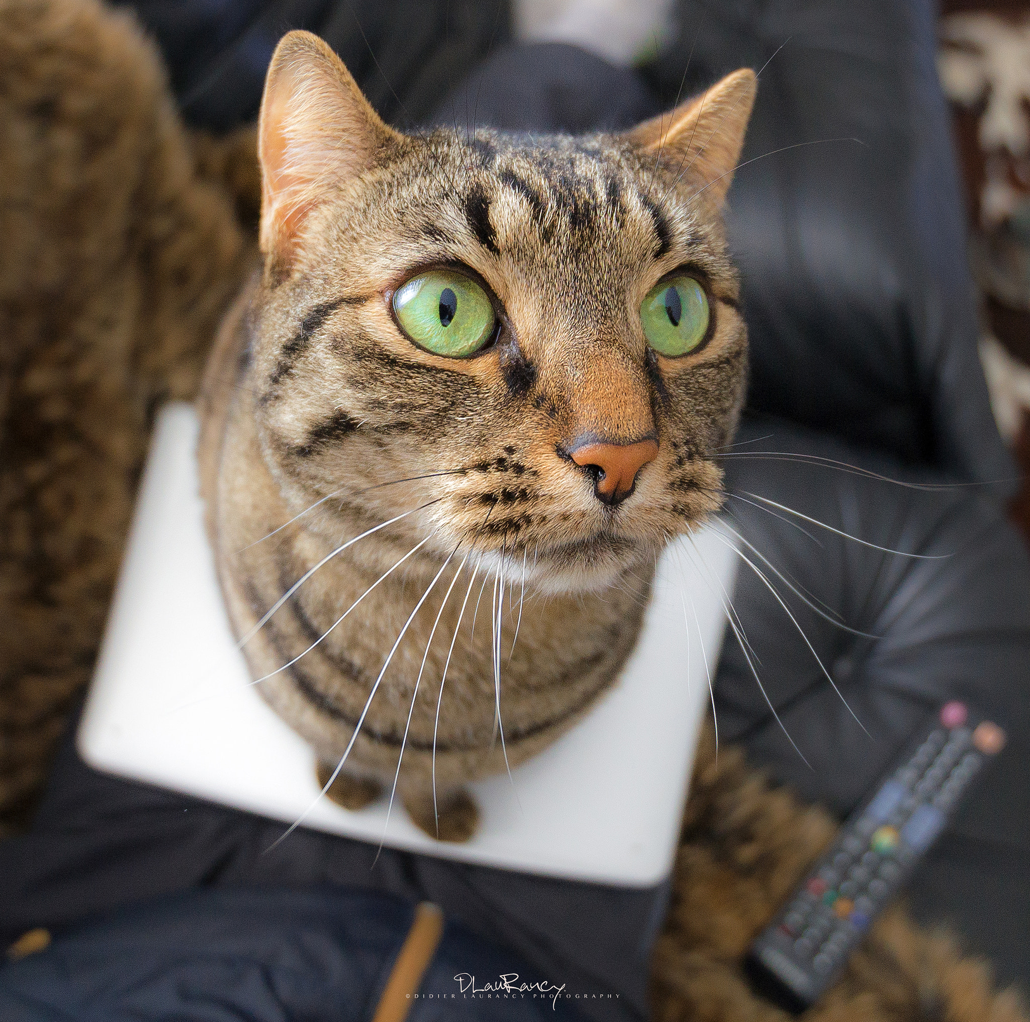 Tamron SP 15-30mm F2.8 Di VC USD sample photo. Behind green eyes photography