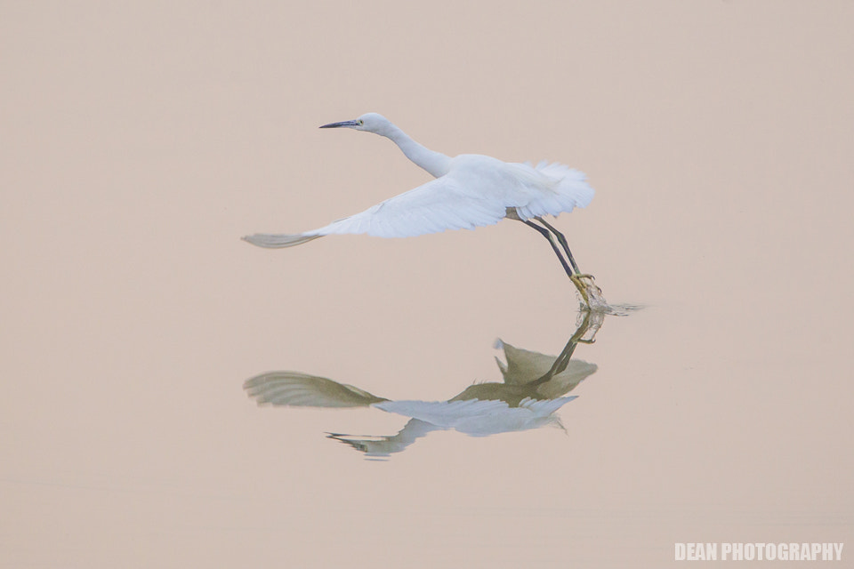 Tamron SP 150-600mm F5-6.3 Di VC USD sample photo. Take off photography