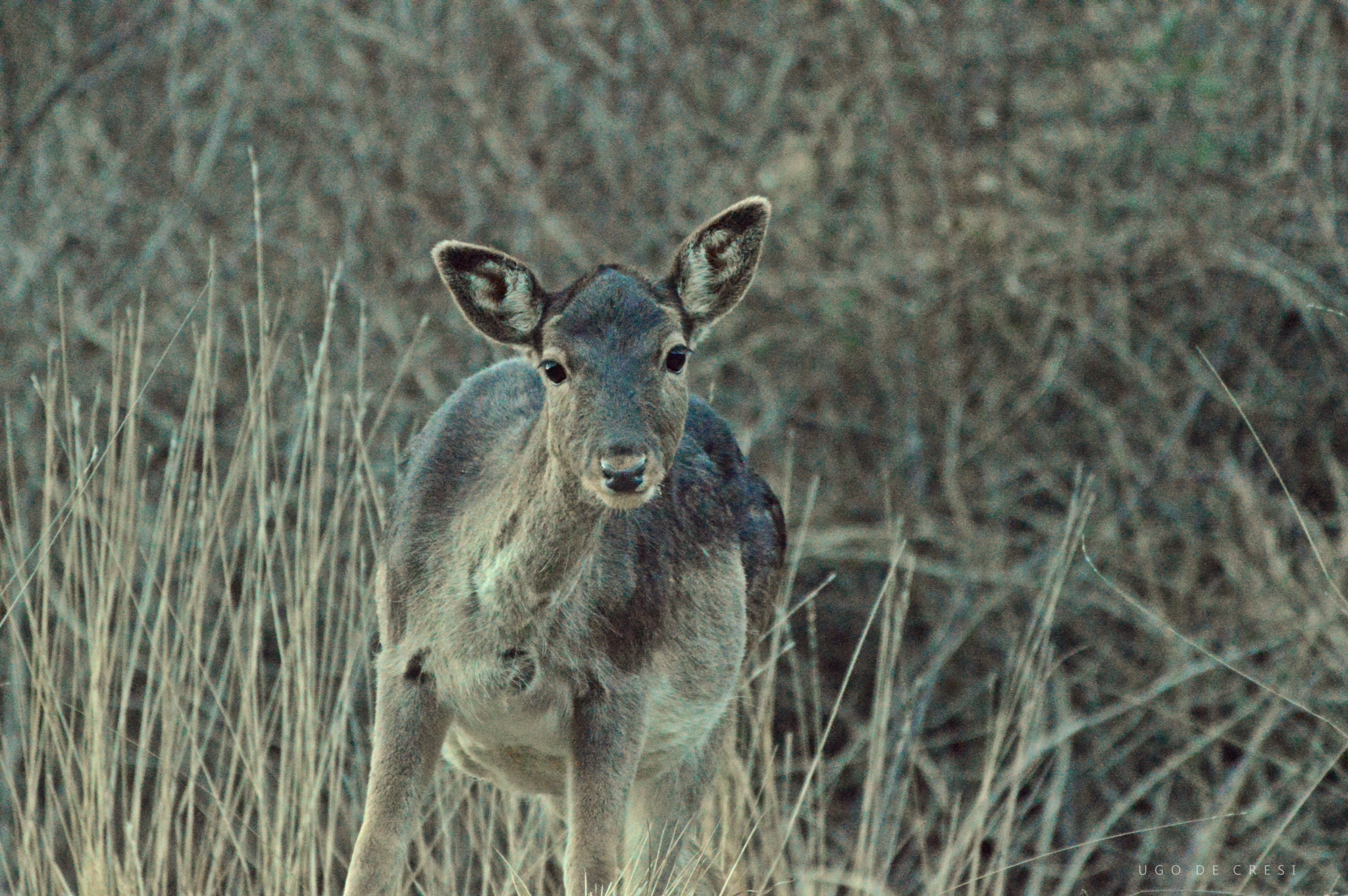Nikon D3200 sample photo. Dama dama photography
