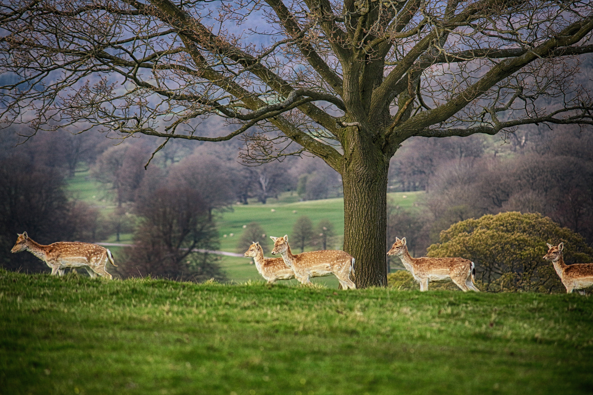 Canon EOS 700D (EOS Rebel T5i / EOS Kiss X7i) + Canon EF-S 55-250mm F4-5.6 IS sample photo. Bambi photography