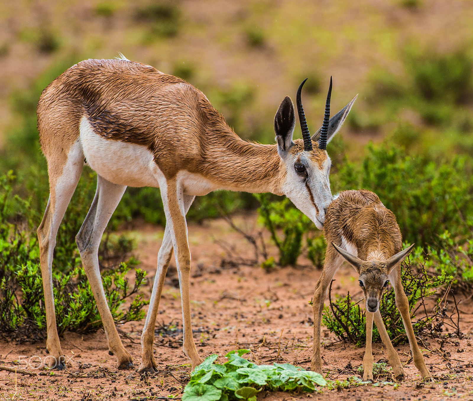 Nikon D4S + Nikon AF-S Nikkor 200-400mm F4G ED-IF VR sample photo. First steps photography