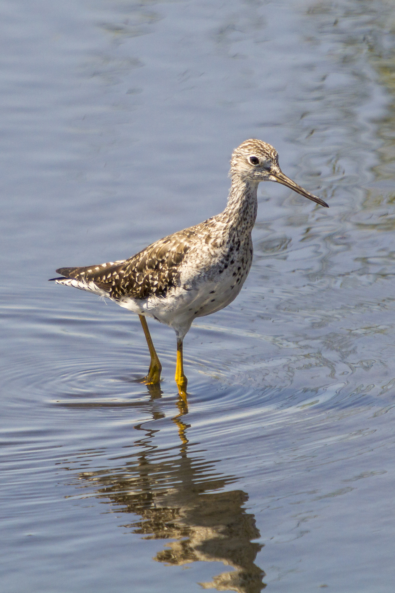 Canon EF 70-200mm F2.8L IS USM sample photo. Greater yellowlegs photography