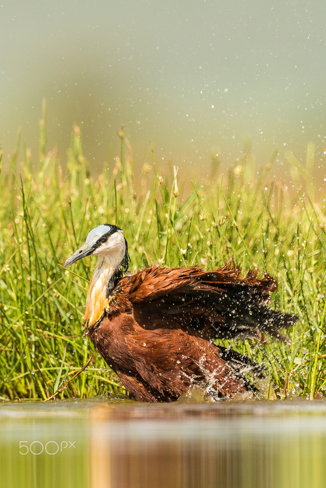 Nikon D800E + Nikon AF-S Nikkor 500mm F4G ED VR sample photo. Jacana bath time photography