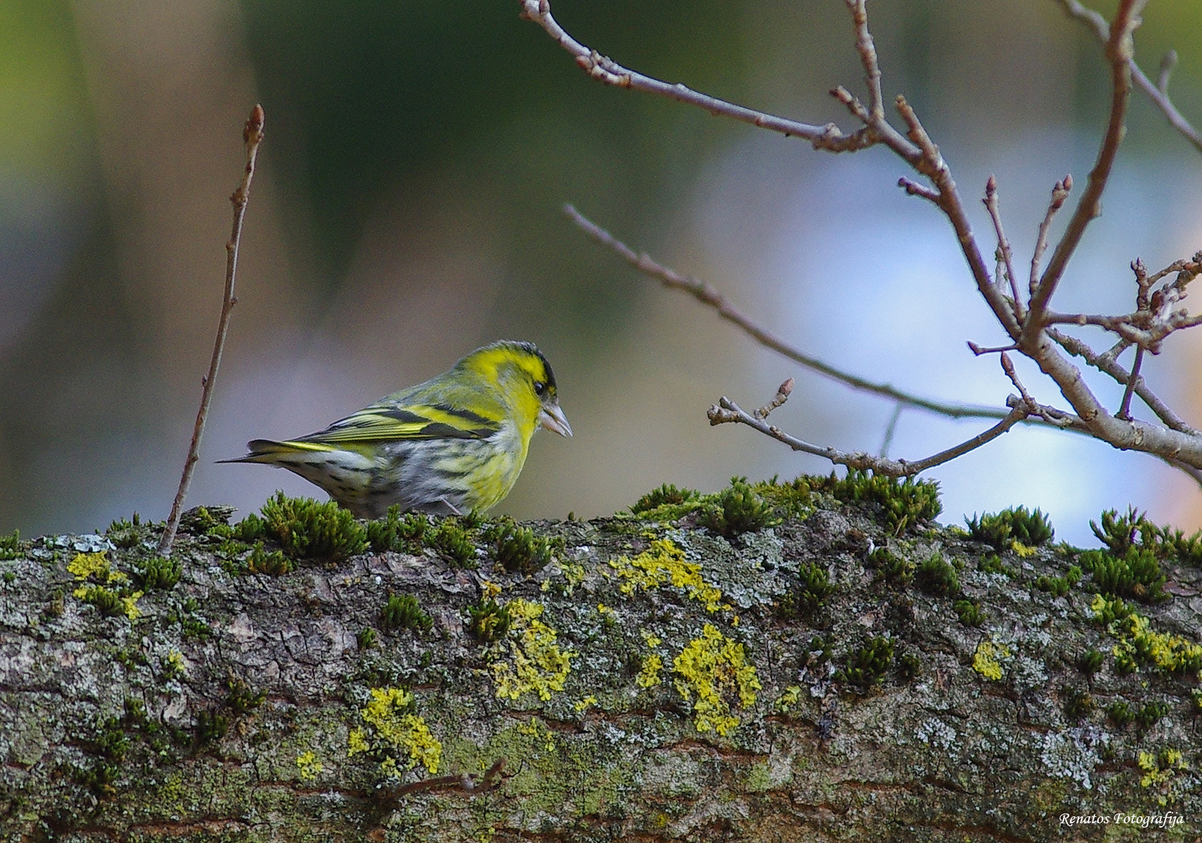 Pentax K-5 sample photo. Bird photography