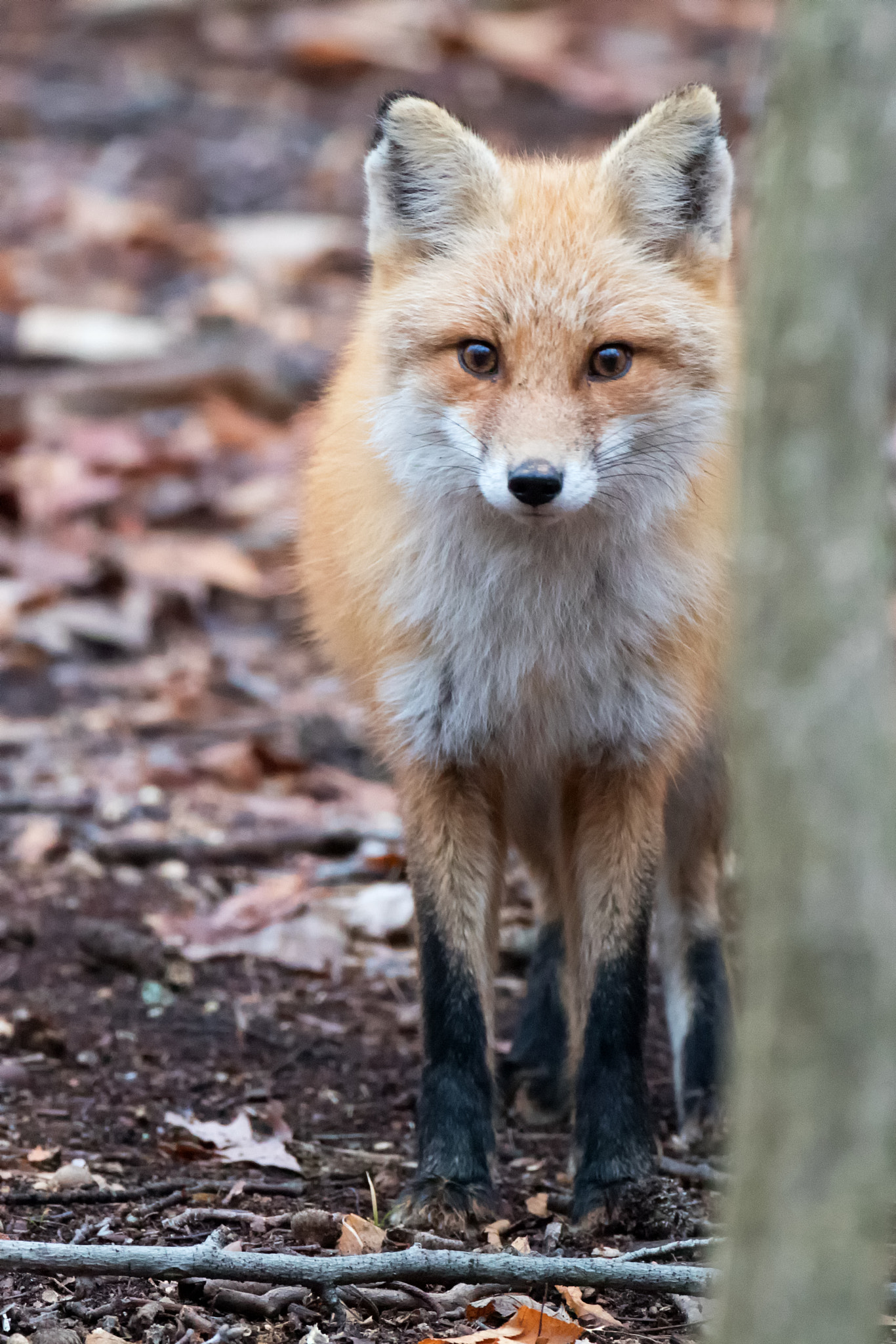 Canon EOS 80D + Canon EF 500mm F4L IS USM sample photo. Bright face sapling photography