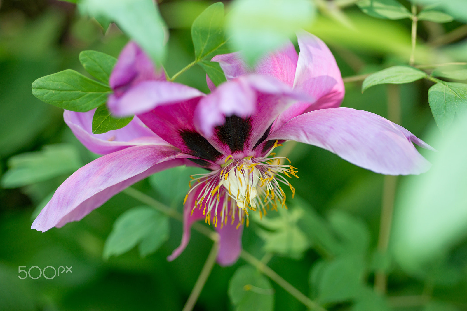 Nikon AF Micro-Nikkor 60mm F2.8D sample photo. Paeonia suffruticosa flower photography