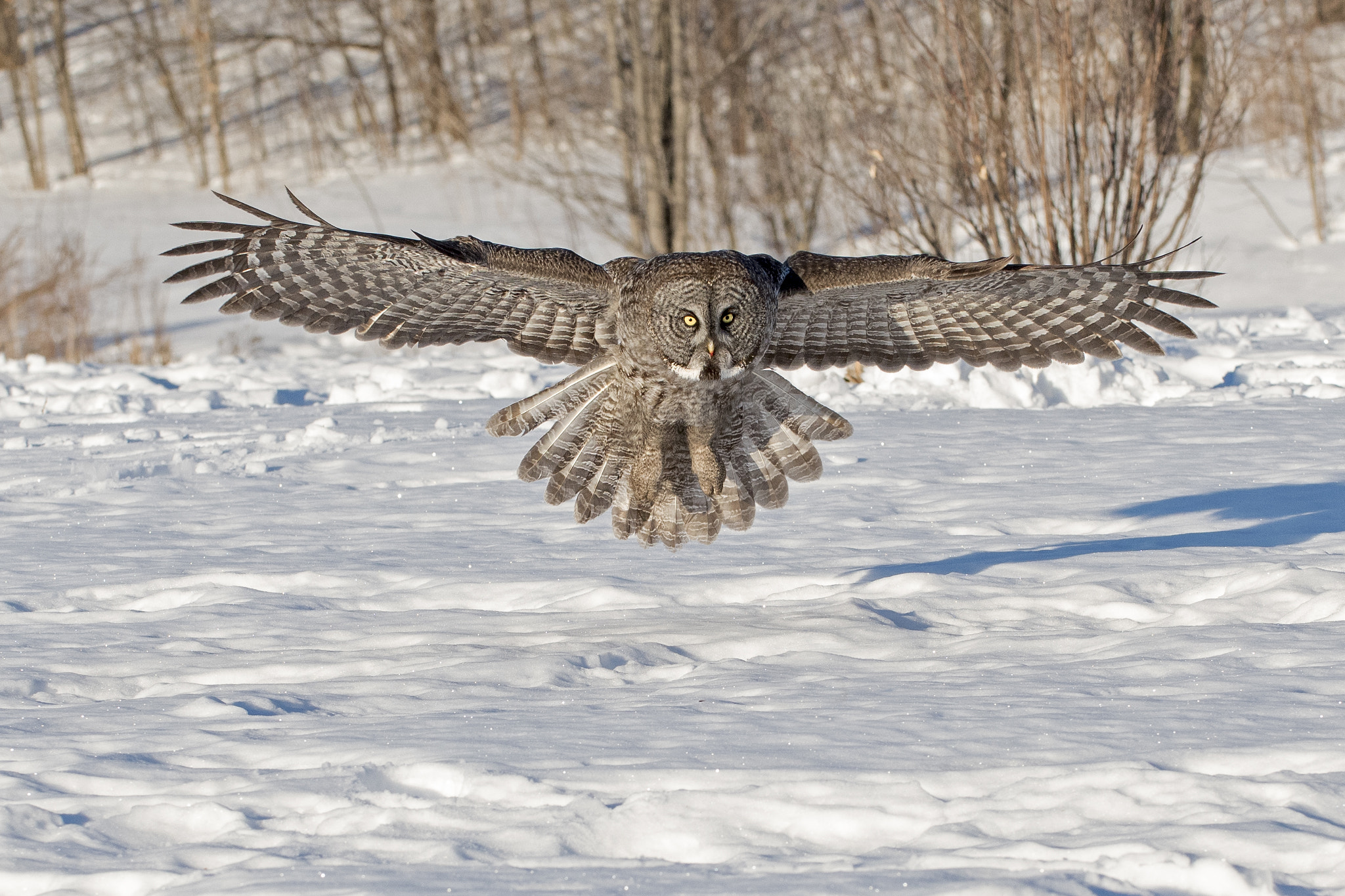 Nikon D500 sample photo. Great gray owl in flight photography