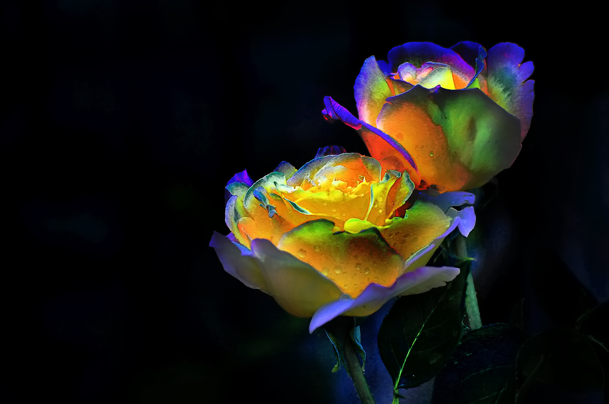 Nikon D300 sample photo. Нереальные цветы после дождя photography