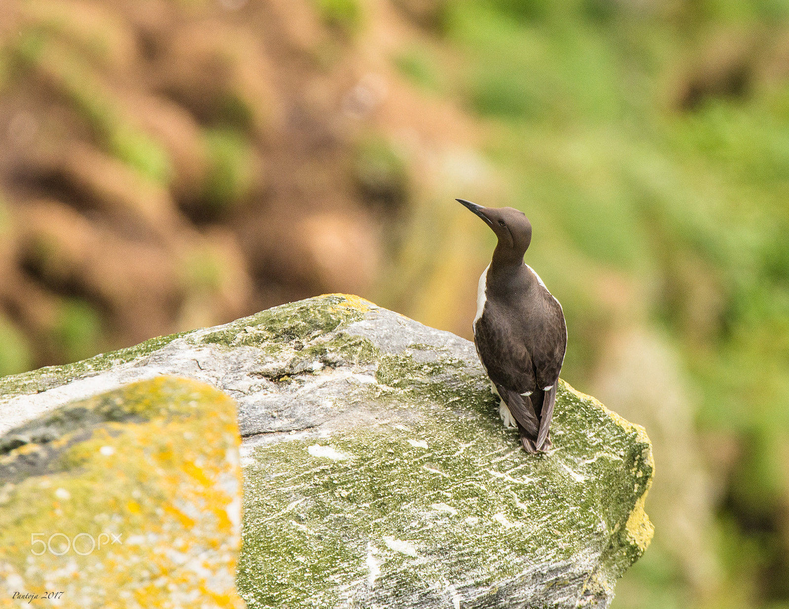 Nikon D600 sample photo. Guillemot photography