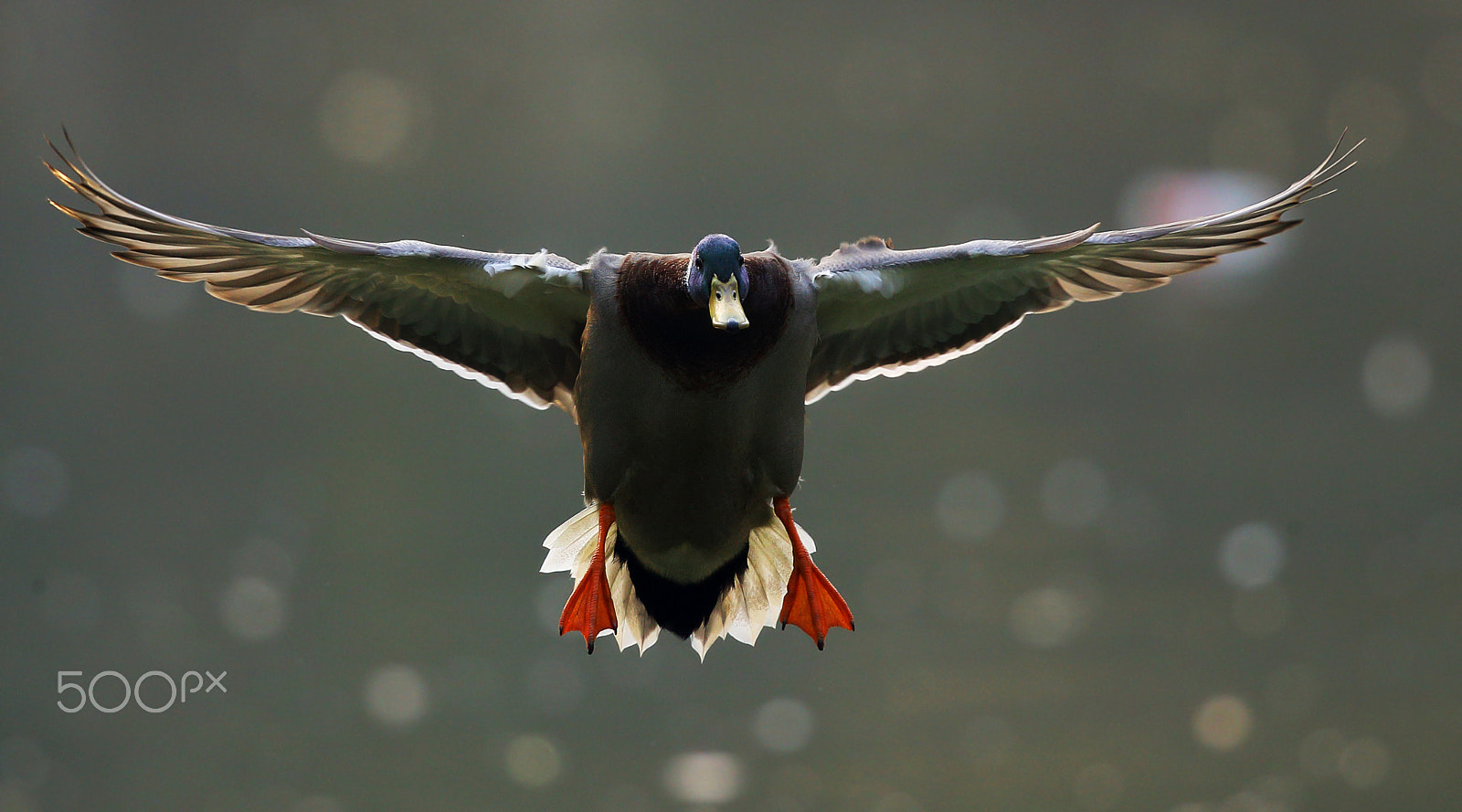 Canon EF 300mm F2.8L IS II USM sample photo. Anas platyrhynchos photography