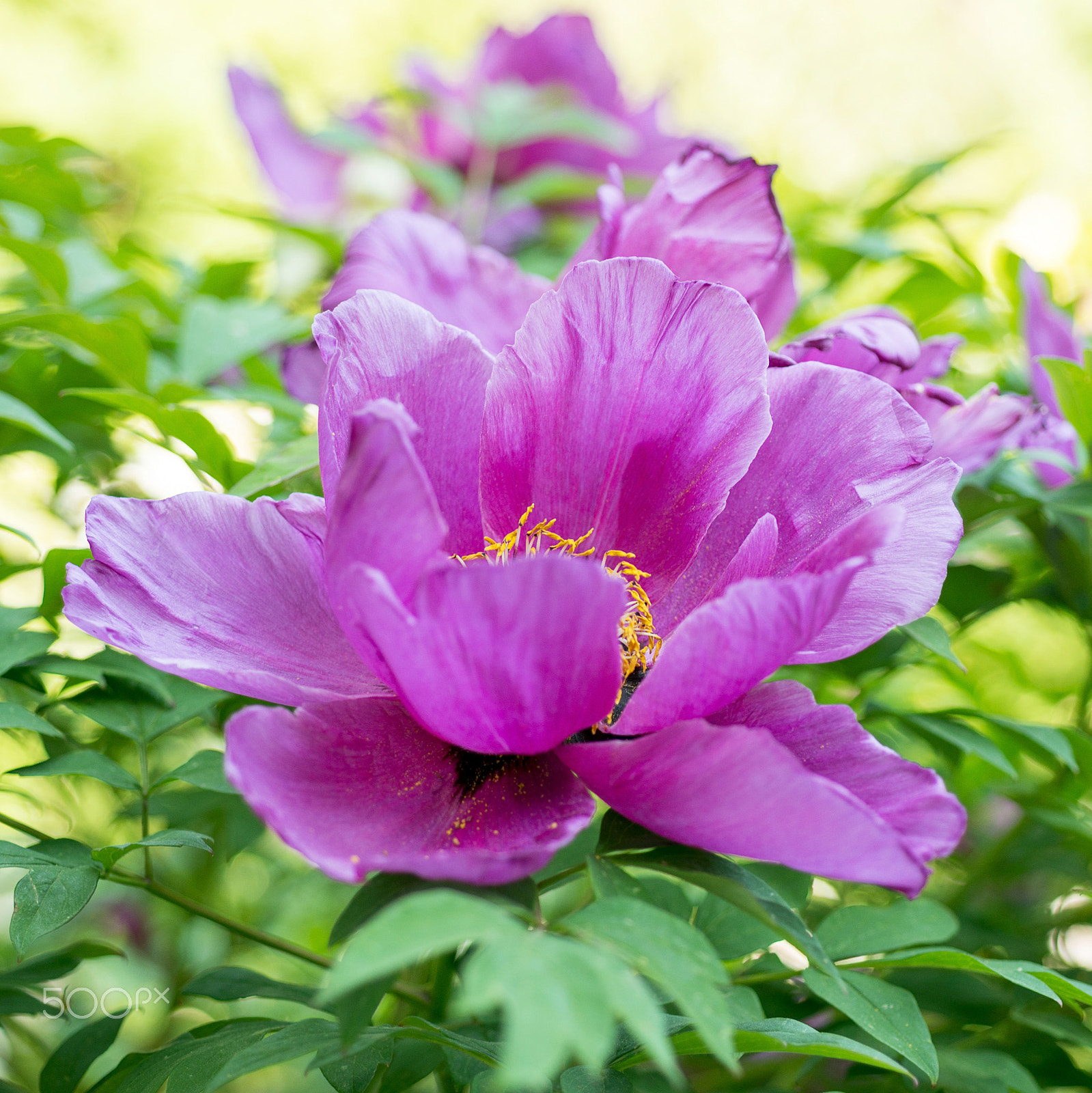 Nikon AF Micro-Nikkor 60mm F2.8D sample photo. Paeonia suffruticosa flower photography