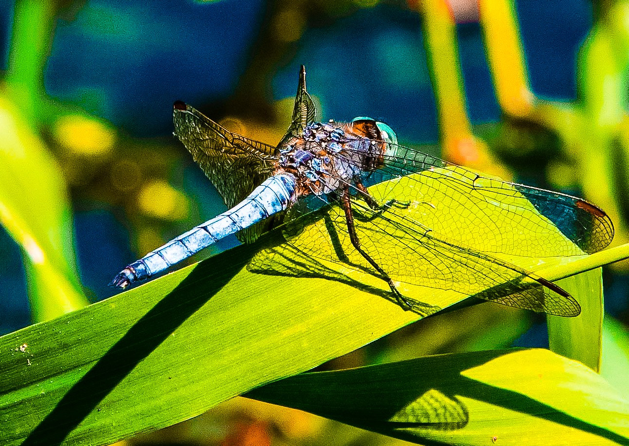 Sigma 70-200mm F2.8 EX DG OS HSM sample photo