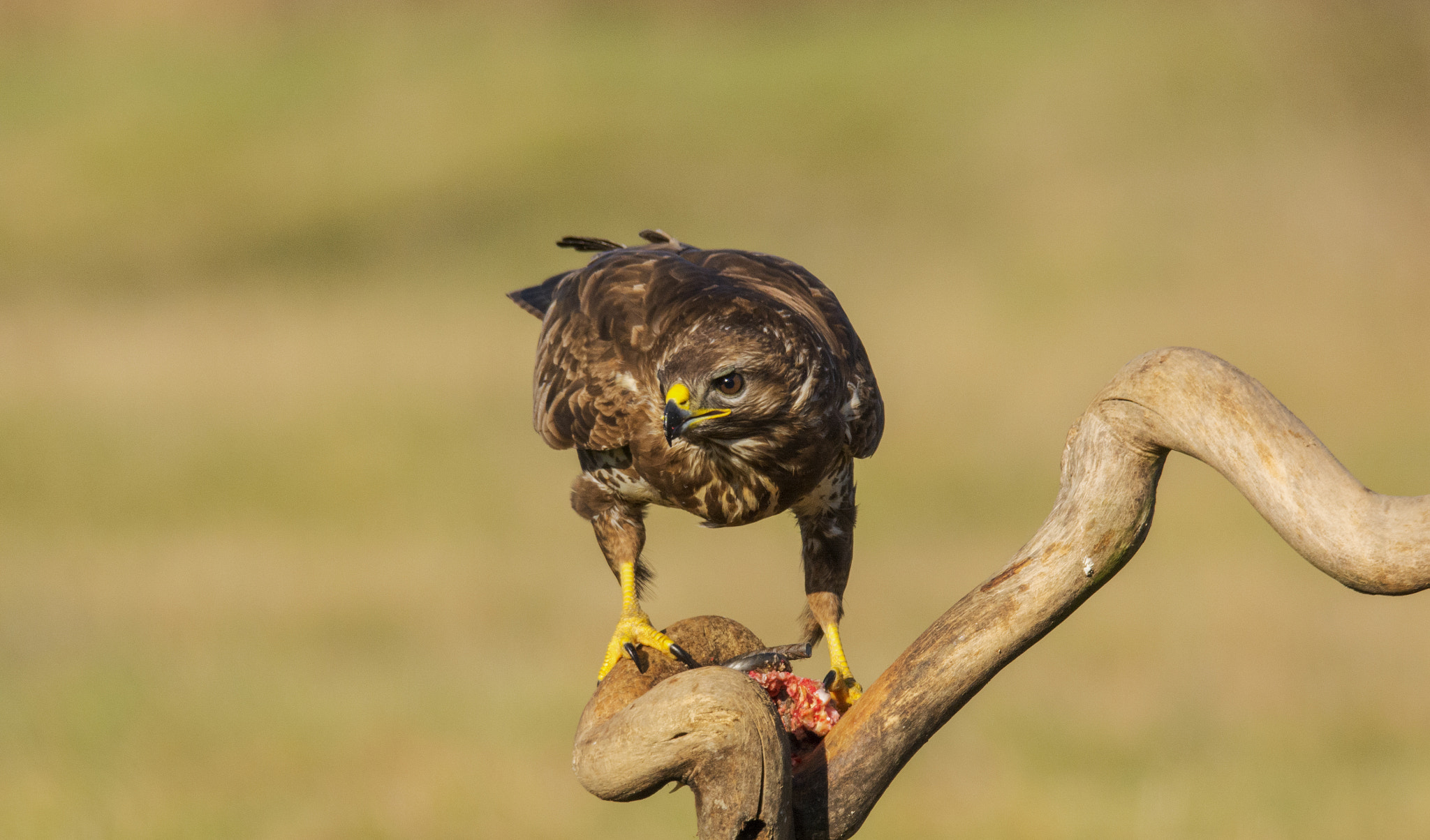 Nikon D7100 + Sigma 50mm F2.8 EX DG Macro sample photo. Buzzard photography