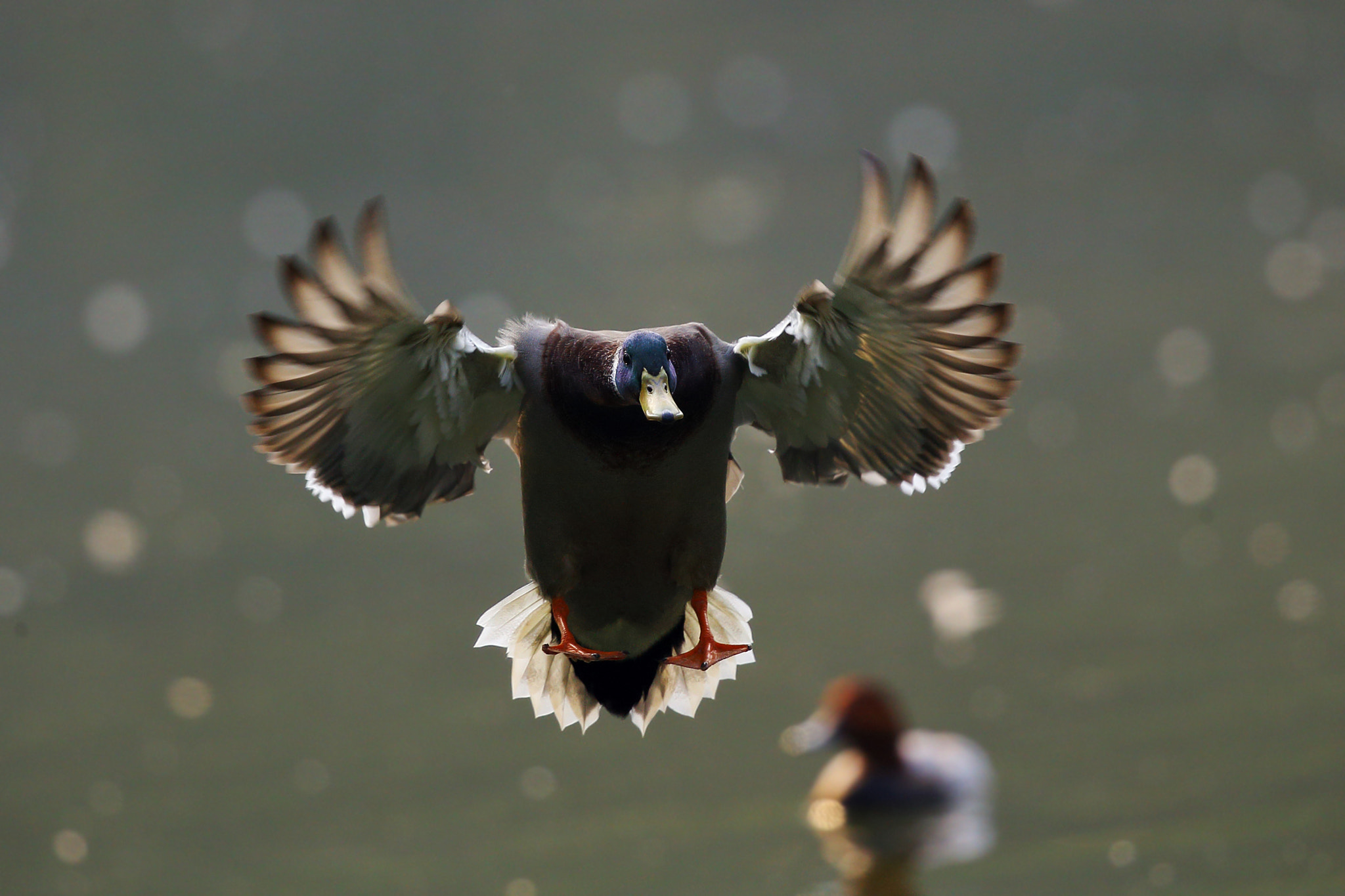 Canon EF 300mm F2.8L IS II USM sample photo. Anas platyrhynchos photography