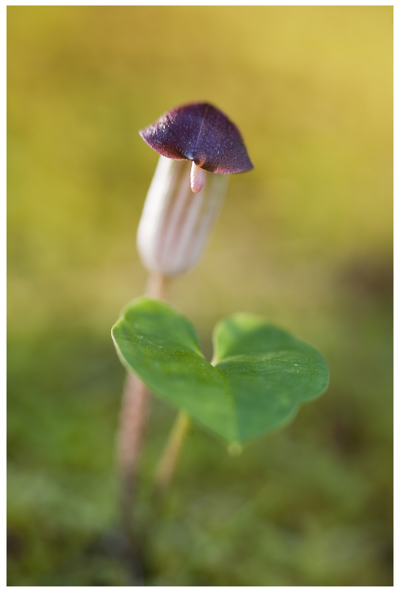 Canon EOS 5D + Canon EF 100mm F2.8 Macro USM sample photo. Rapa de frare photography