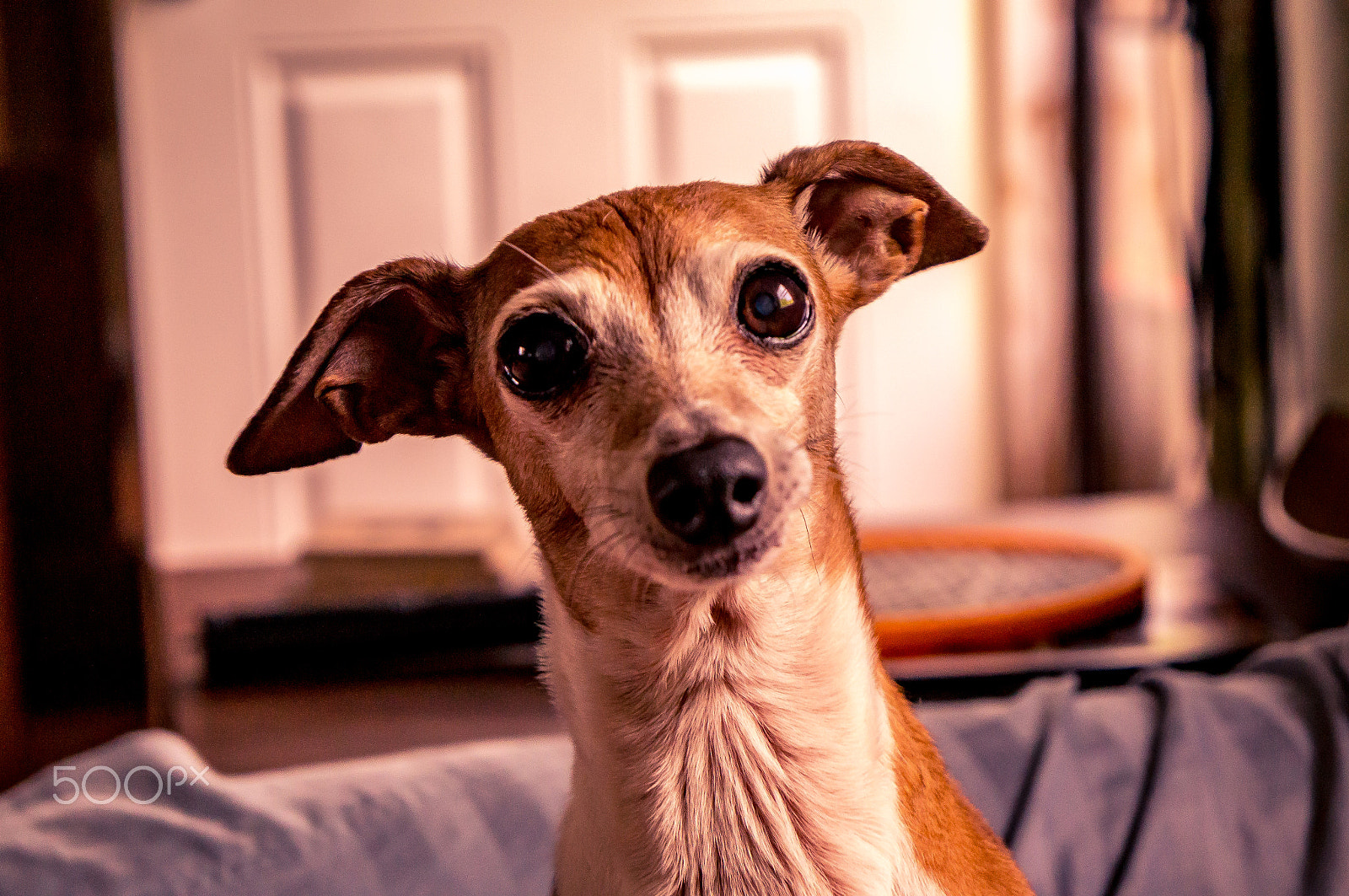 Sony Alpha NEX-C3 + Sony E 18-55mm F3.5-5.6 OSS sample photo. Surprise dog photography