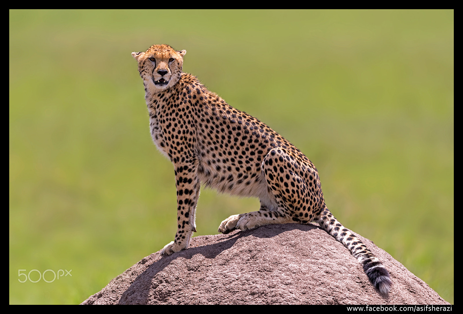 Nikon AF-S Nikkor 600mm F4E FL ED VR sample photo. Beauty of the nature photography