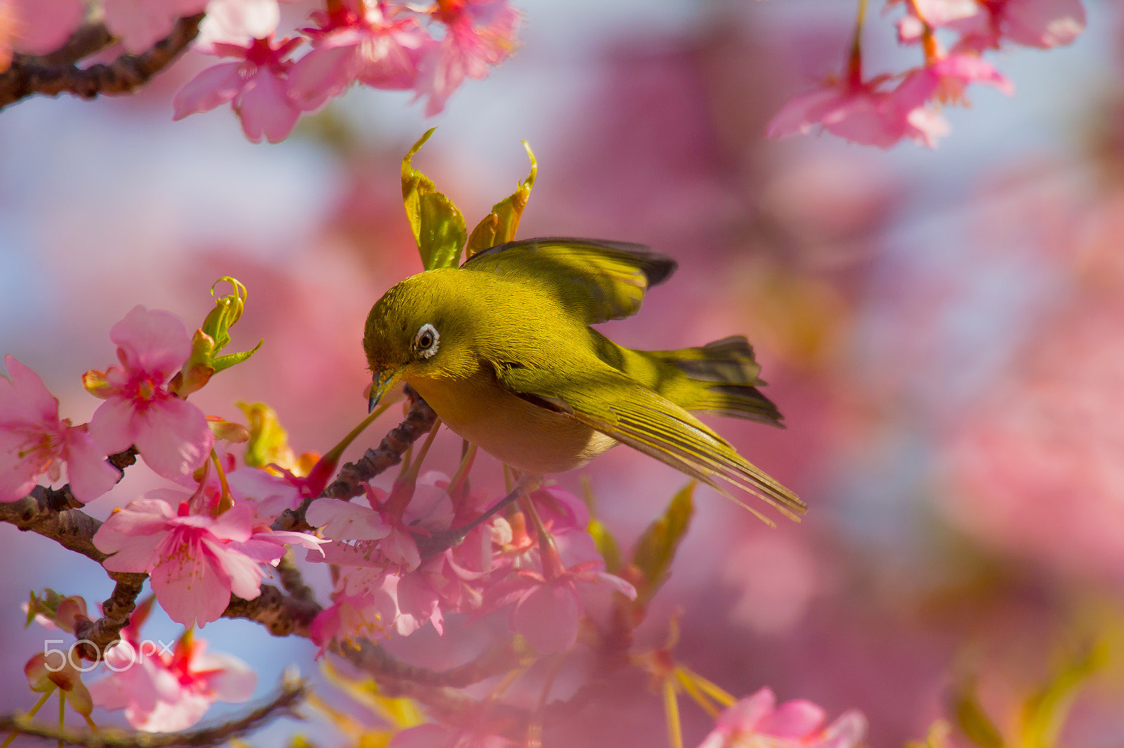 Canon EOS 60D sample photo. Green bird and sakura photography
