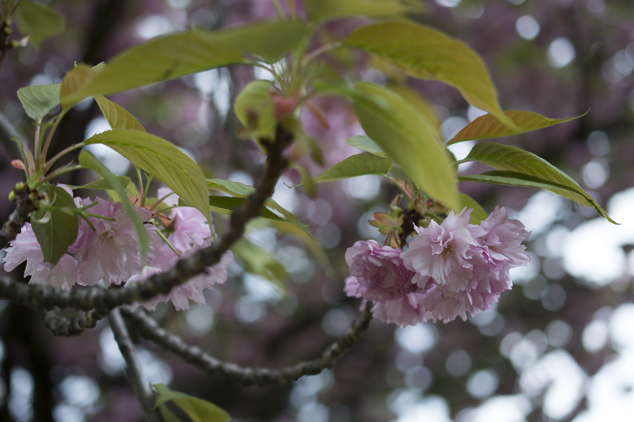 Nikon AF-S DX Micro Nikkor 40mm F2.8 sample photo. Pink spring photography