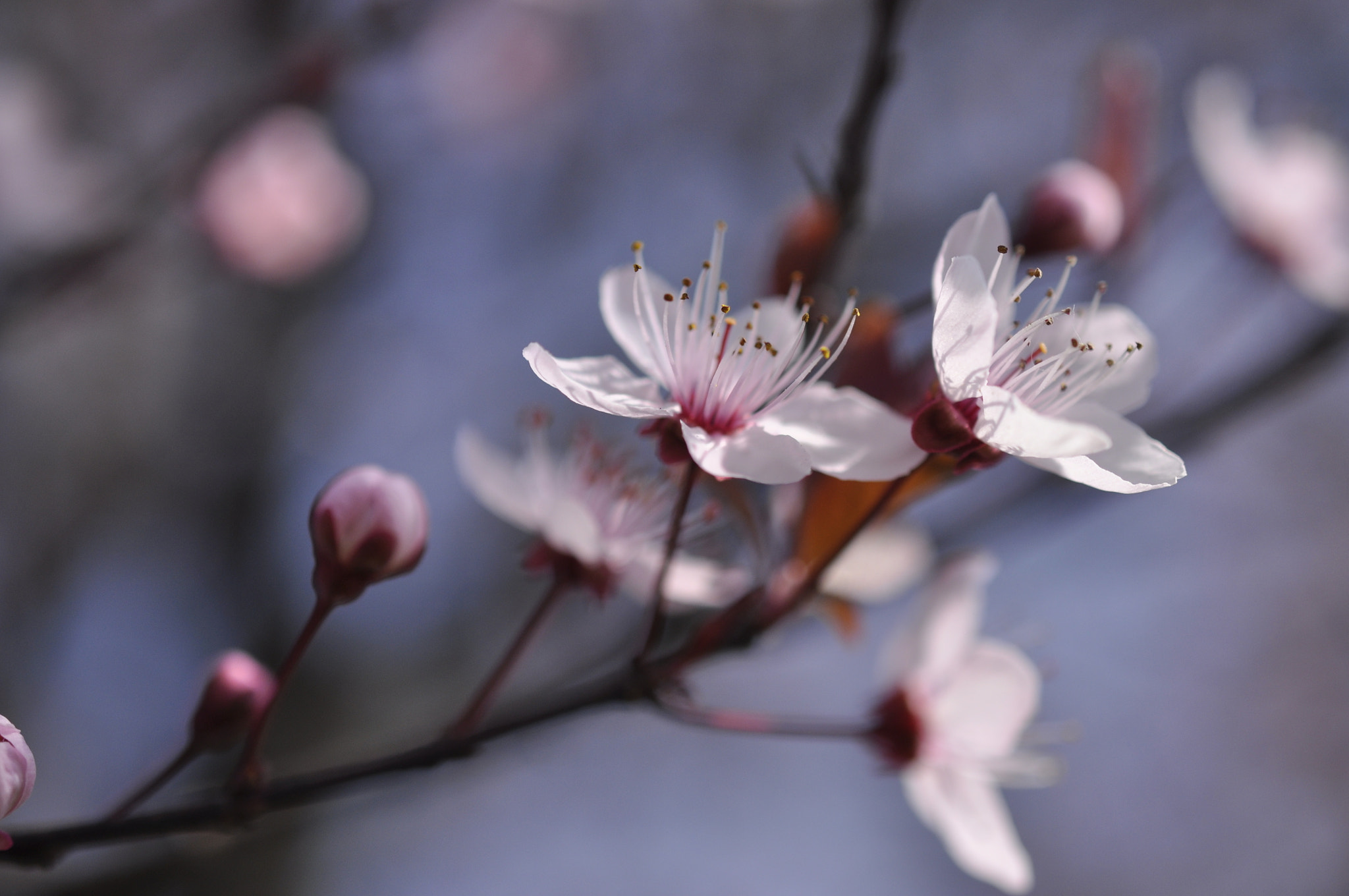 Nikon AF-S DX Micro Nikkor 40mm F2.8 sample photo. Pink photography