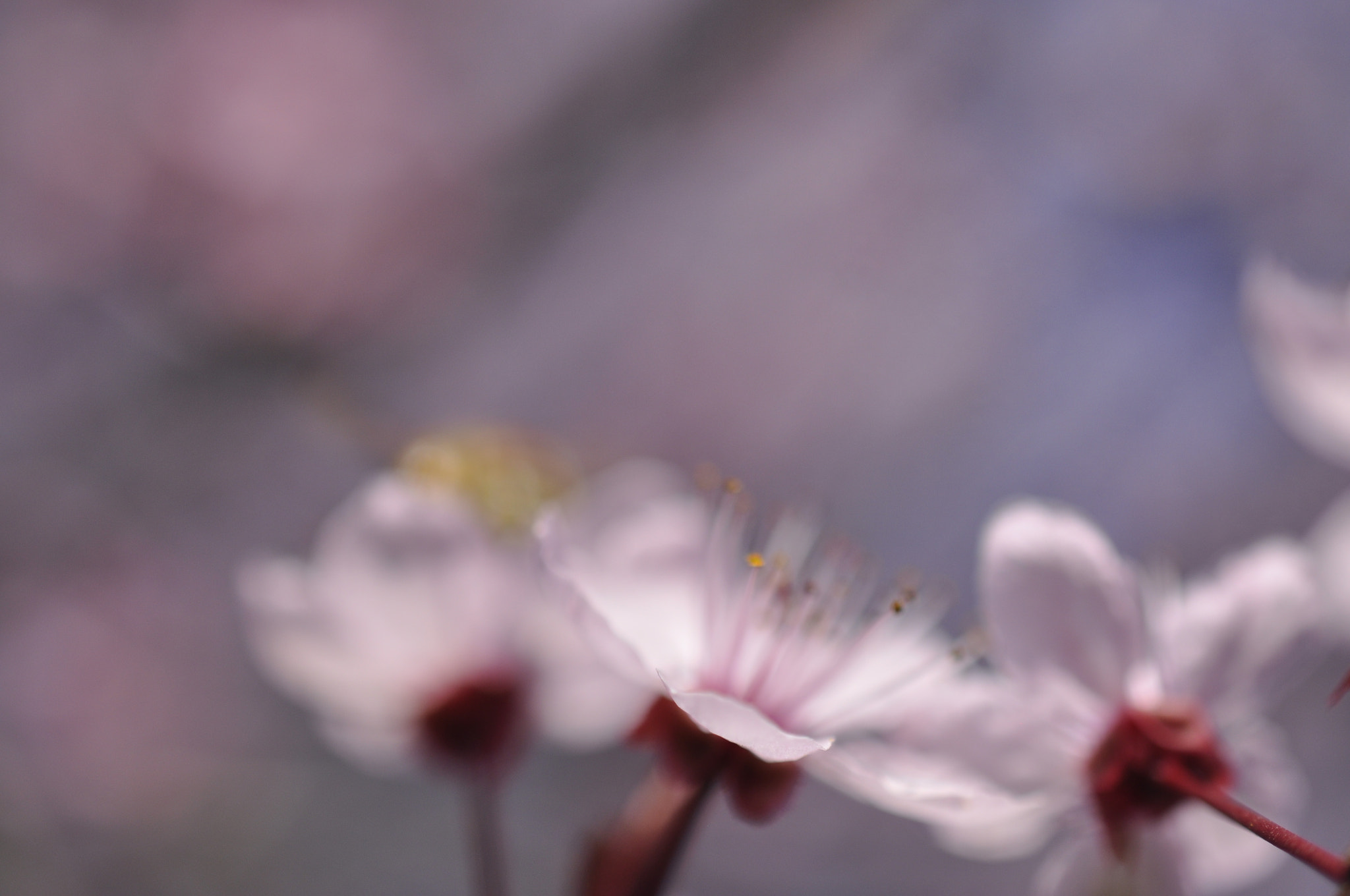 Nikon AF-S DX Micro Nikkor 40mm F2.8 sample photo. Pink photography