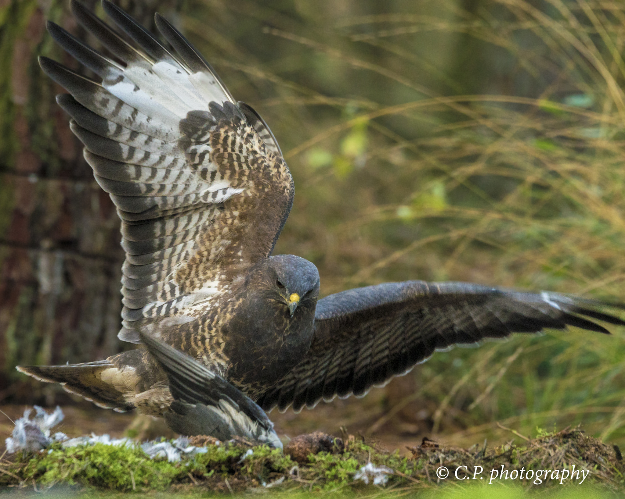 Sony a7S + Sony 70-400mm F4-5.6 G SSM sample photo. A buzzard that catch a pigeon photography