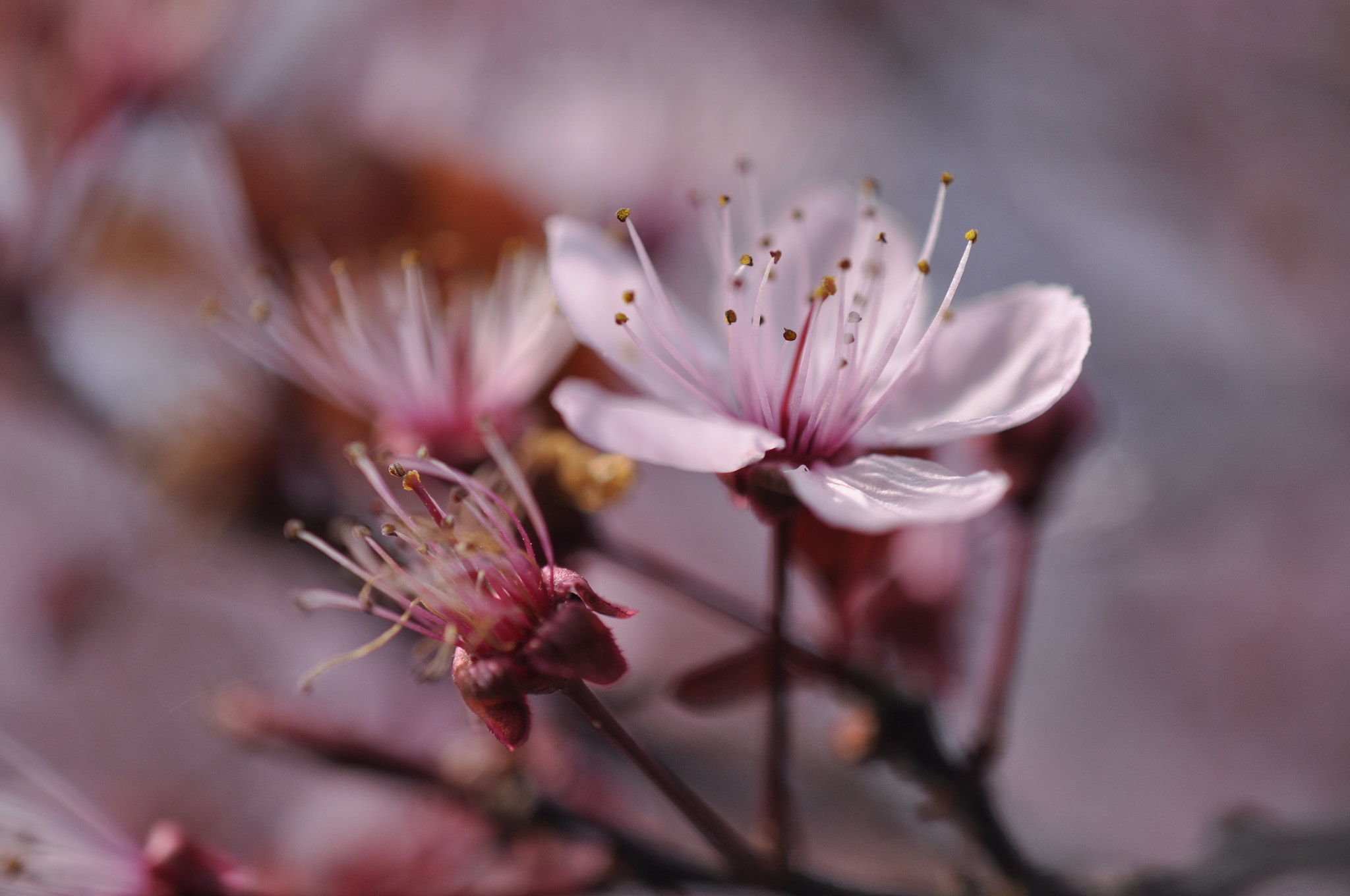 Nikon AF-S DX Micro Nikkor 40mm F2.8 sample photo. Pink photography