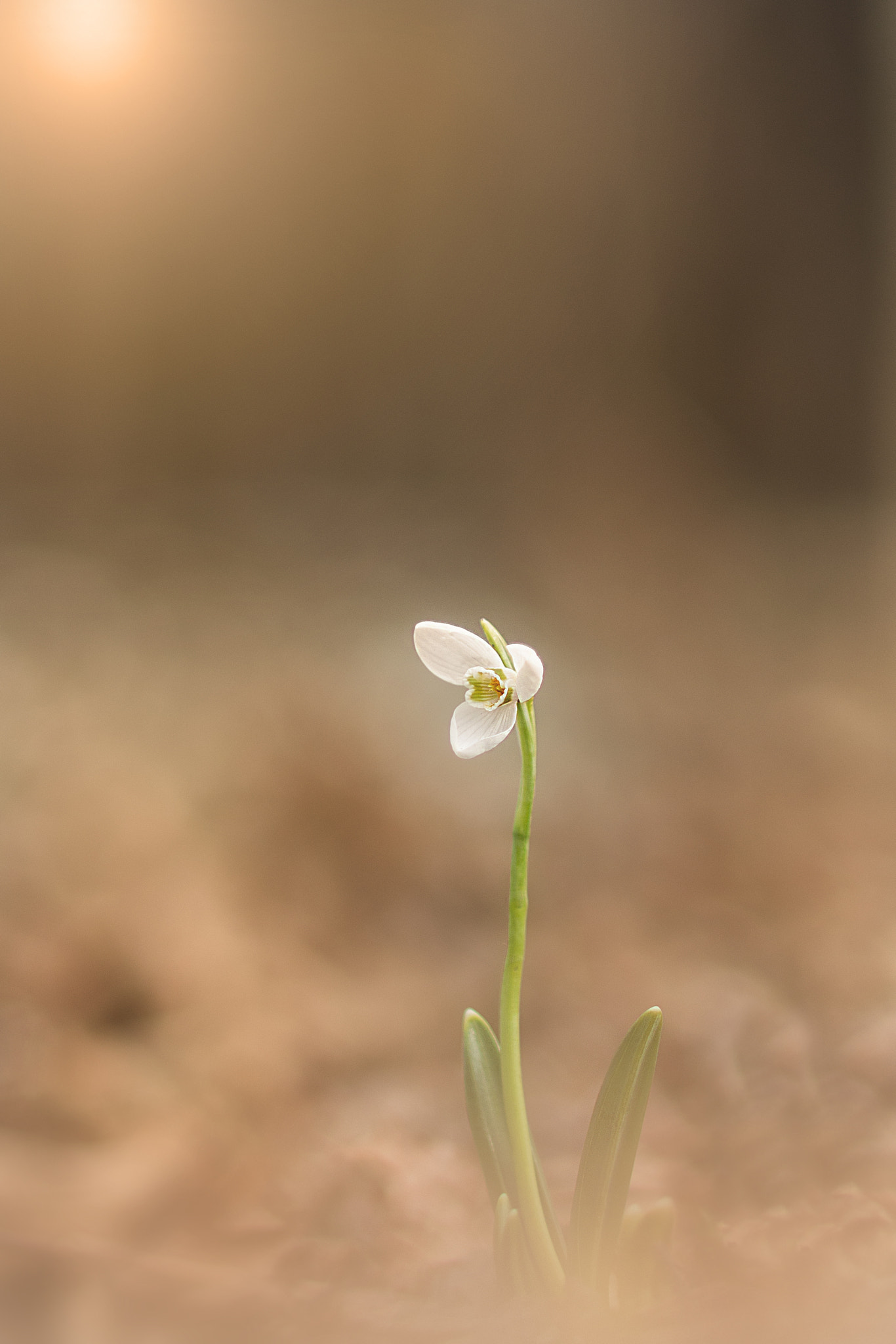 Nikon AF Nikkor 85mm F1.8D sample photo. Snowdrop i. photography