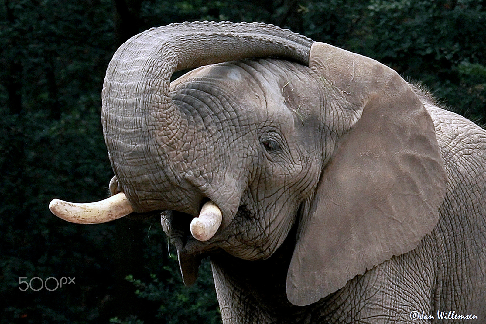 Canon EF 100-400mm F4.5-5.6L IS USM sample photo. African elephant photography