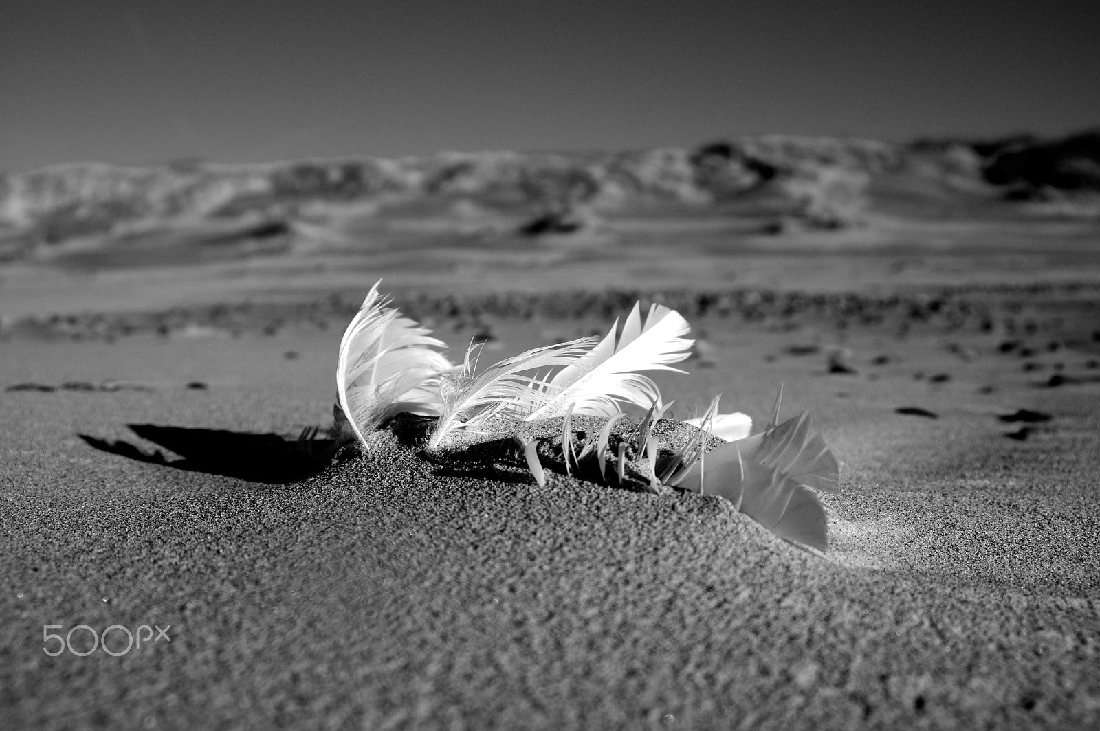 Sigma 17-35mm F2.8-4 EX DG sample photo. Feather photography