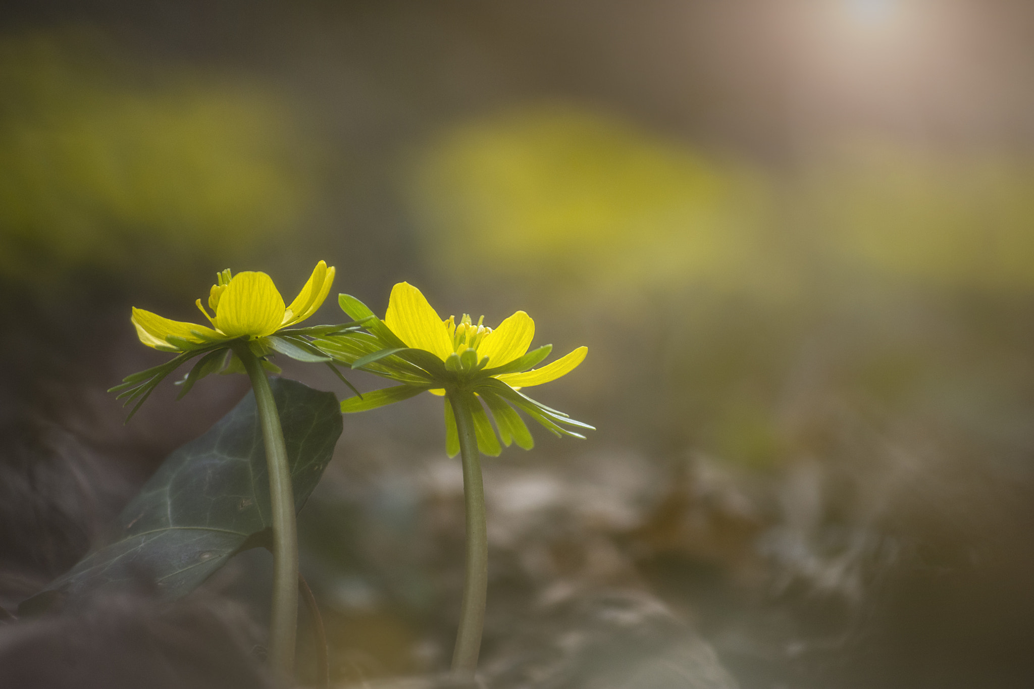 Nikon D7200 sample photo. Eranthis hyemalis photography