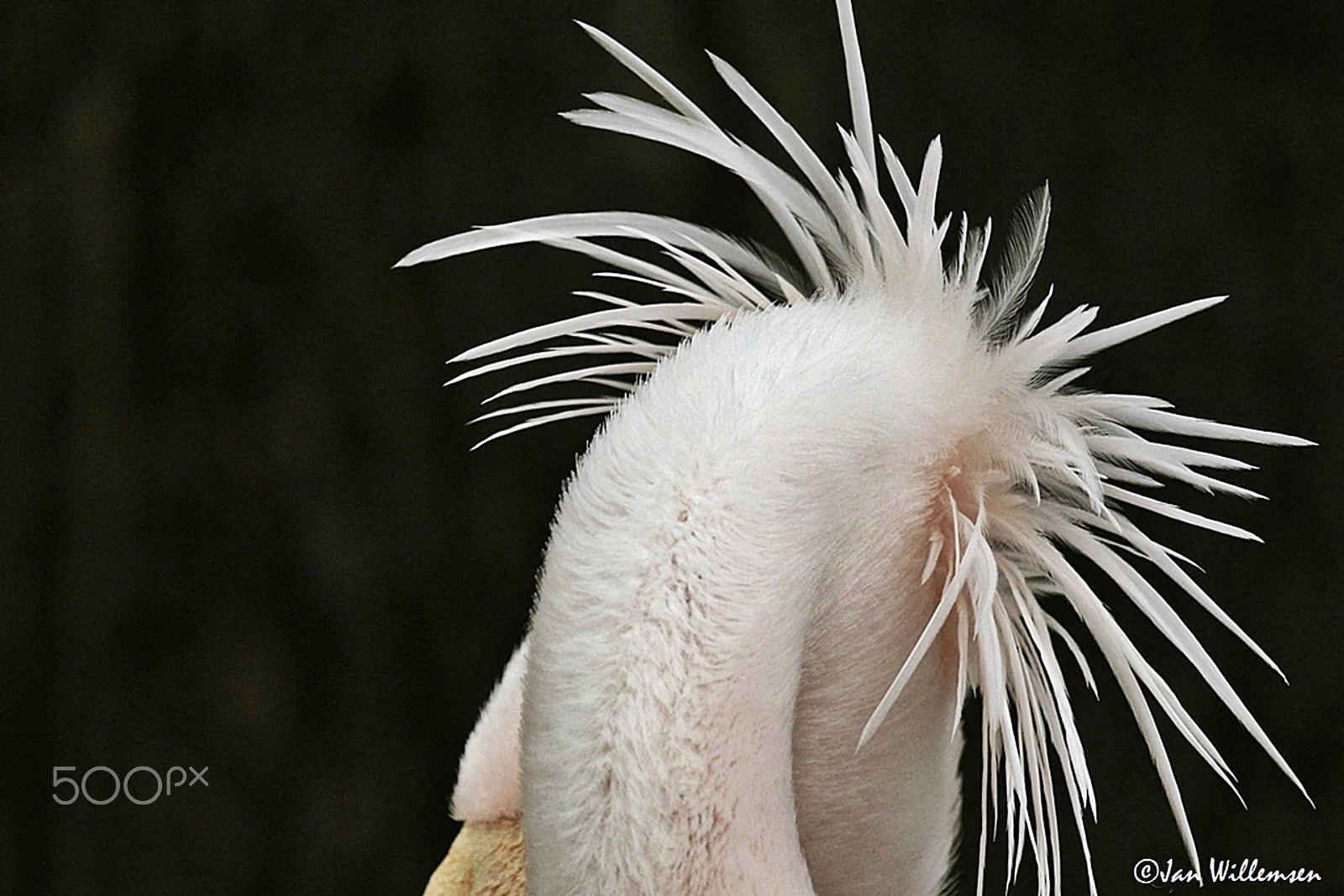 Canon EF 100-400mm F4.5-5.6L IS USM sample photo. Dalmatian pelican photography