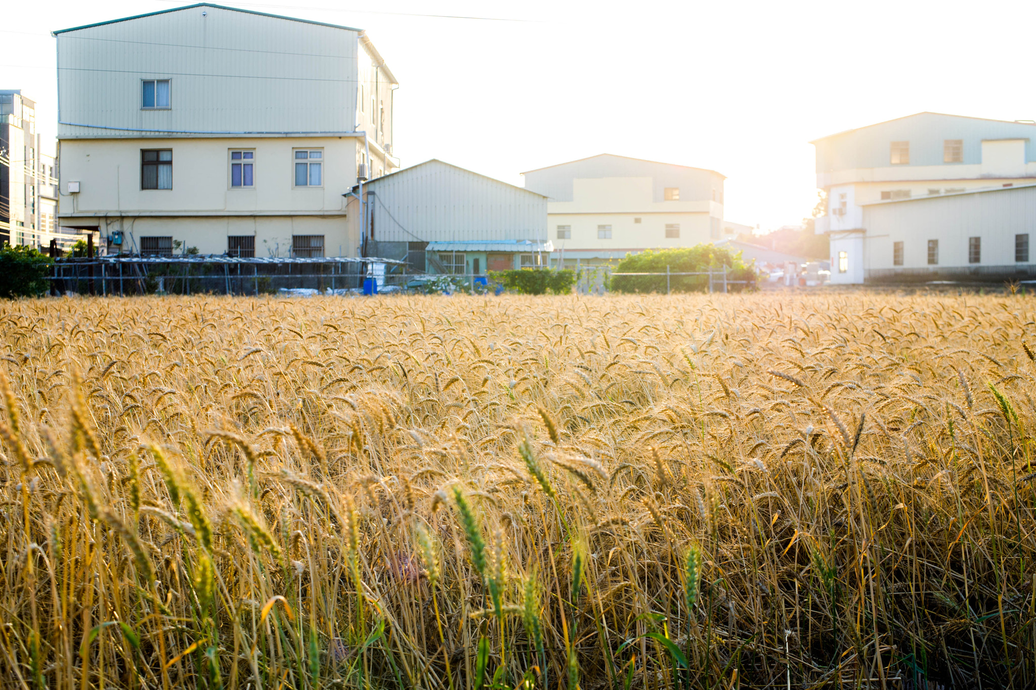 AF Nikkor 50mm f/1.4 sample photo