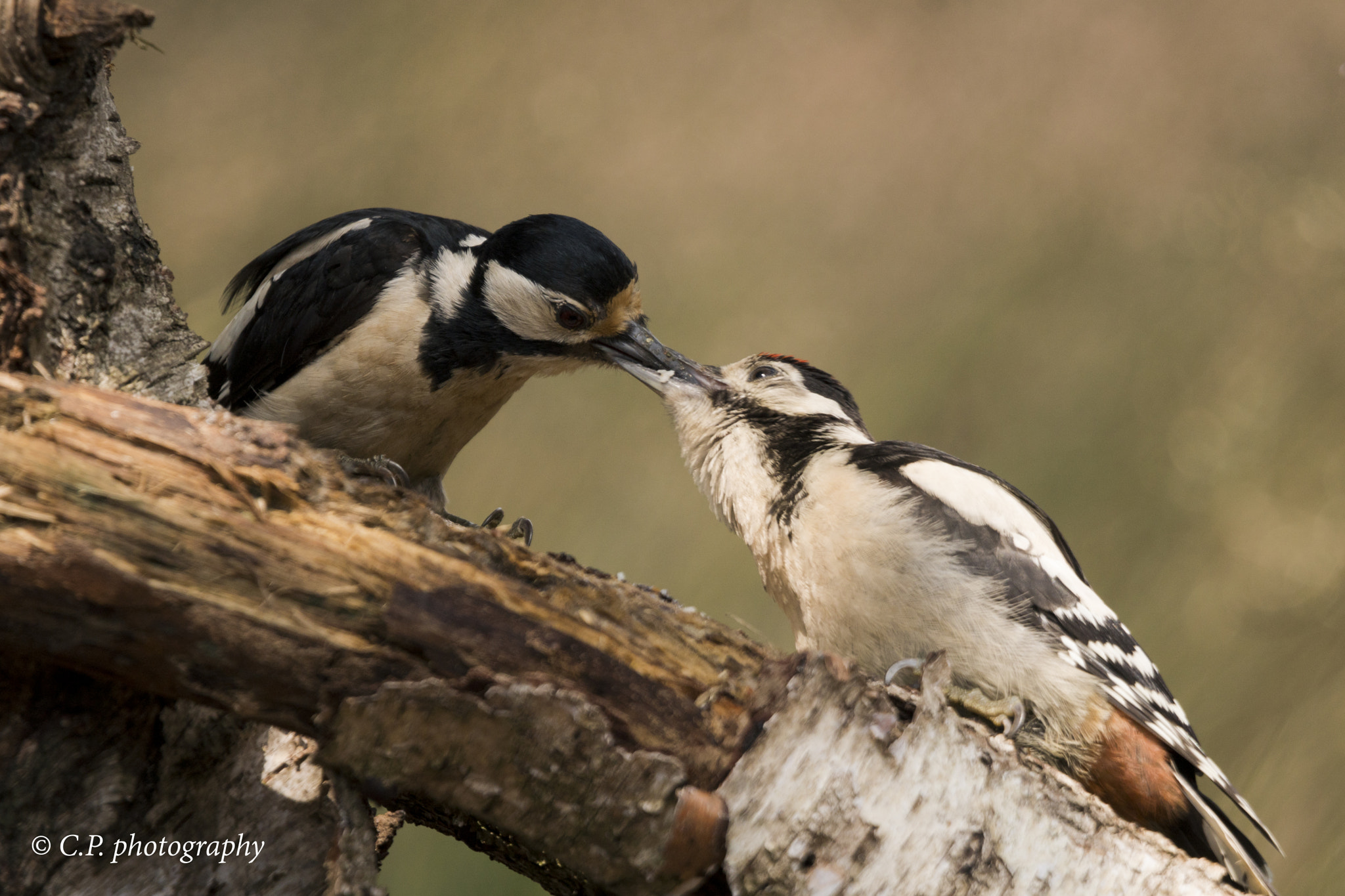 Sony a6300 + Tamron SP 150-600mm F5-6.3 Di VC USD sample photo. Woodpecker parent that feed her child photography