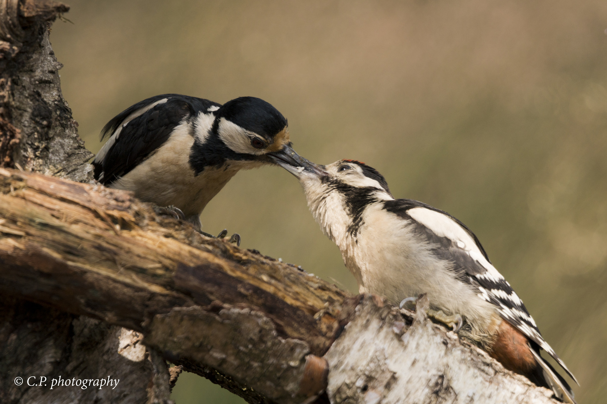 Sony a6300 sample photo. Woodpecker parent that feed her child photography