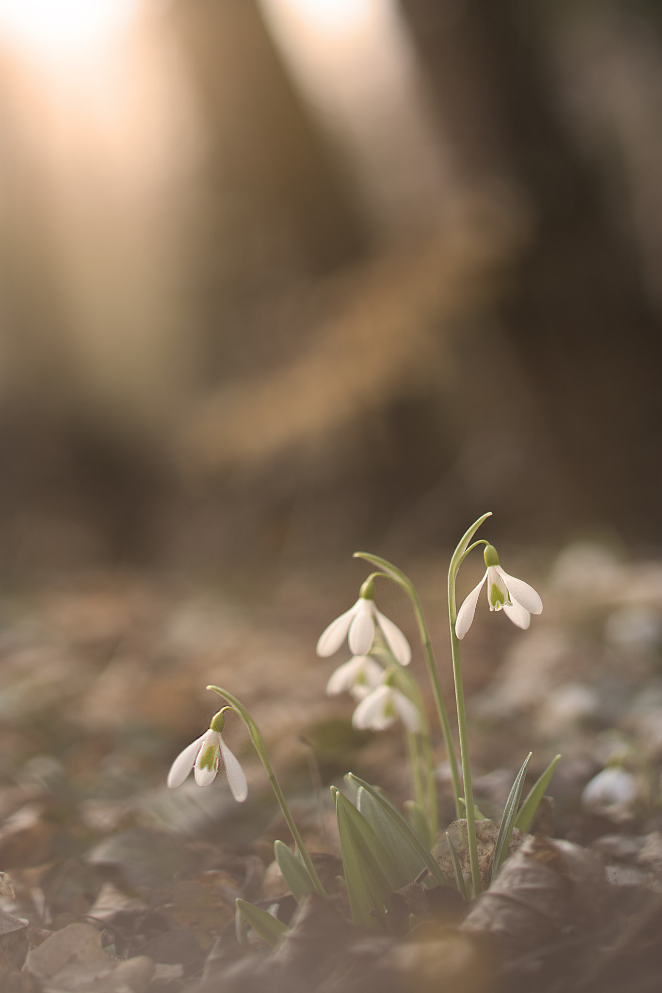 Nikon AF Nikkor 85mm F1.8D sample photo. Snowdrops photography