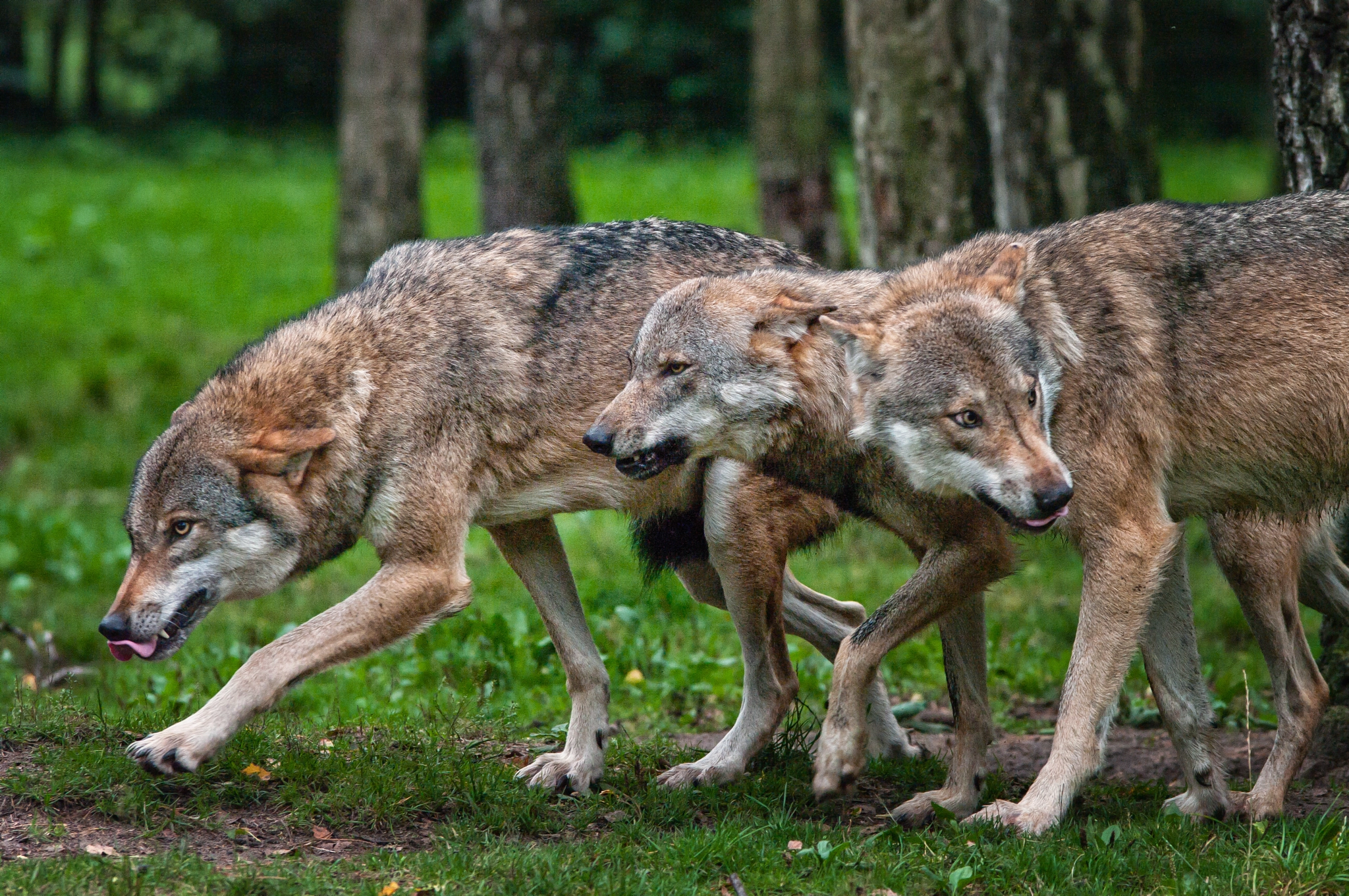 Pentax K20D sample photo. Wolves photography
