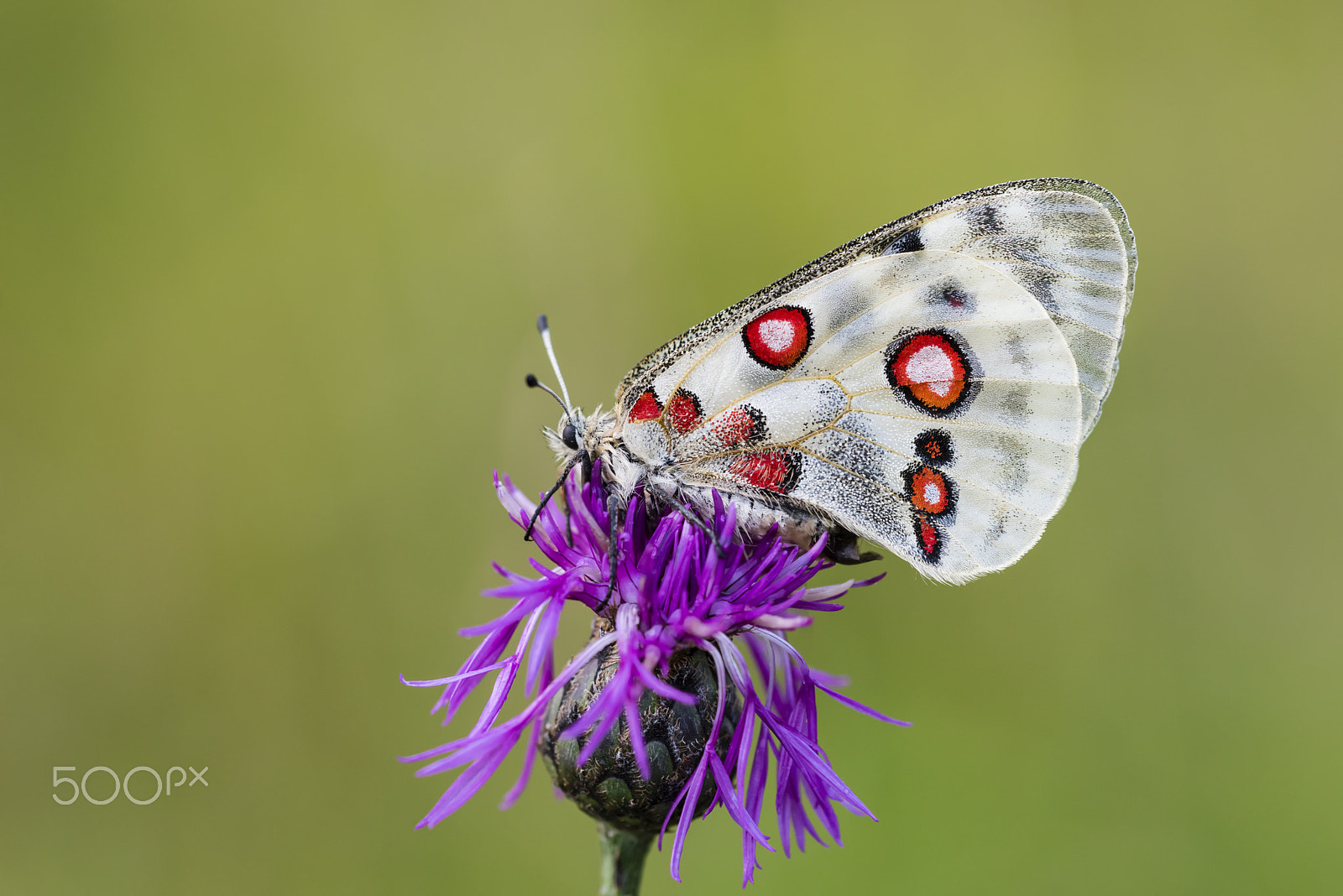 Nikon D810 + Sigma 150mm F2.8 EX DG OS Macro HSM sample photo. Roter apollofalter weibchen, parnassius apollo lithographicus, f photography