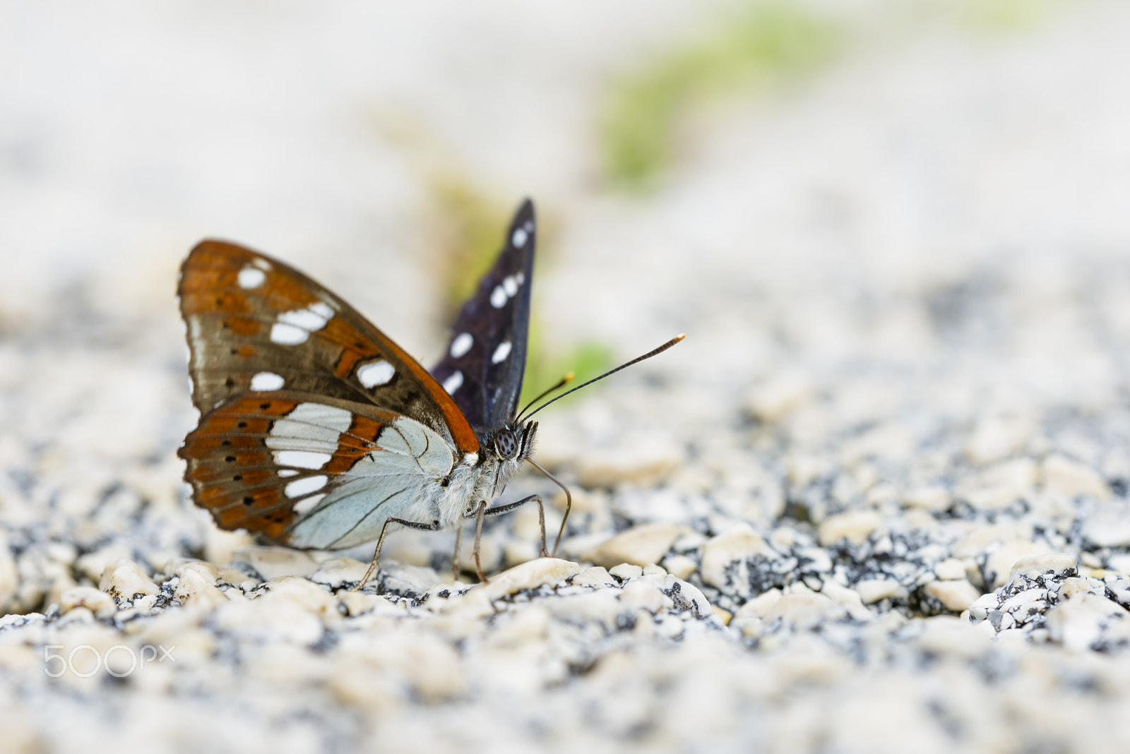 Sigma 150mm F2.8 EX DG OS Macro HSM sample photo. Blauschwarzer eisvogel, limenitis reducta, southern white admira photography