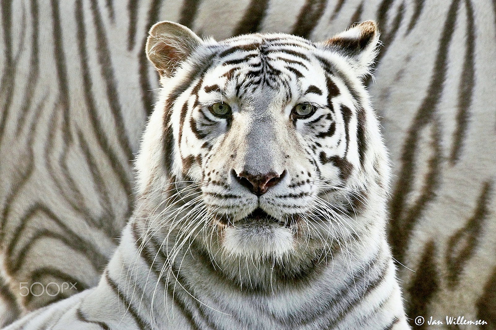 Canon EOS-1D Mark IV + Canon EF 100-400mm F4.5-5.6L IS USM sample photo. White tiger photography