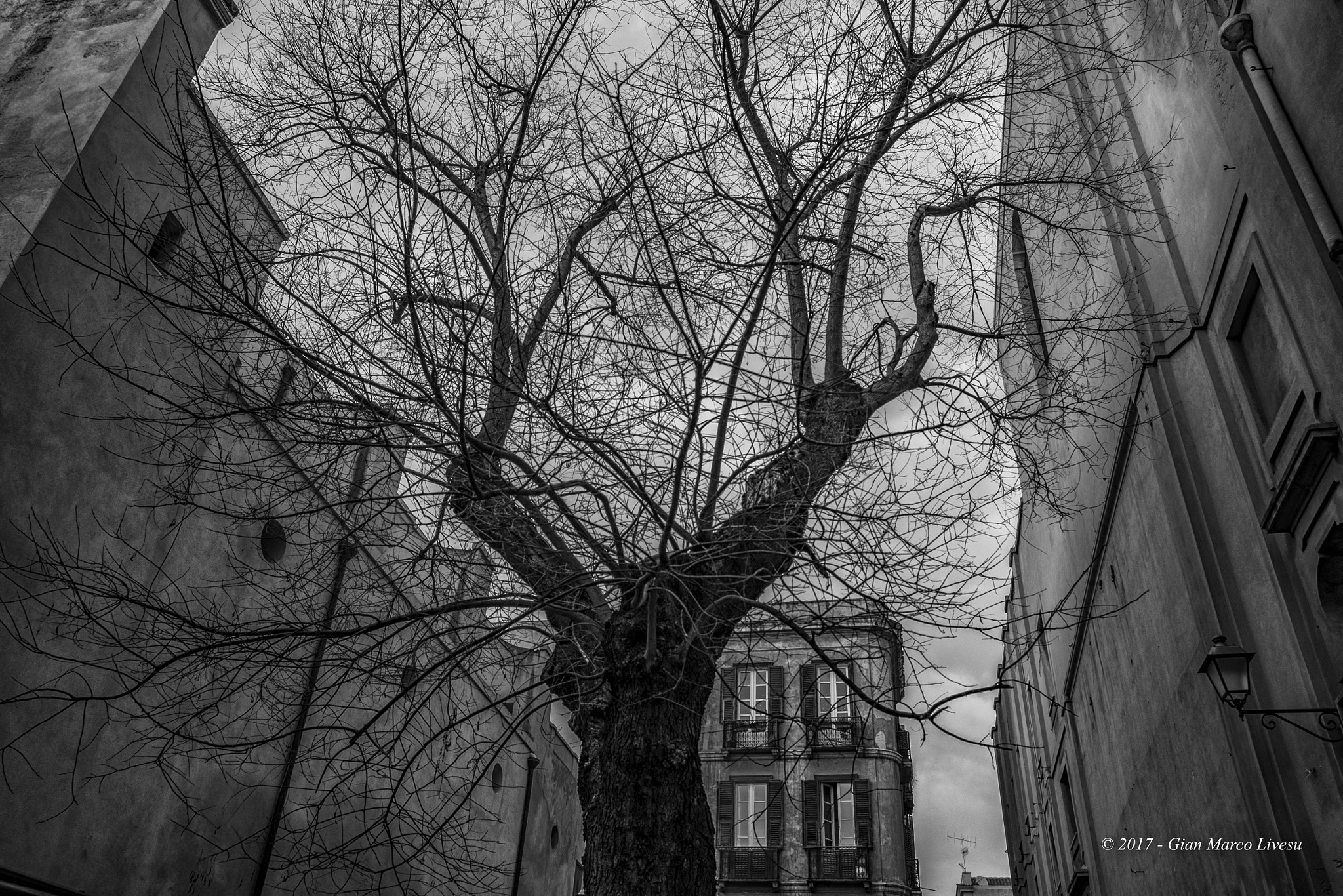 Fujifilm X-E2S + Fujifilm XF 18-55mm F2.8-4 R LM OIS sample photo. The old district's tree photography