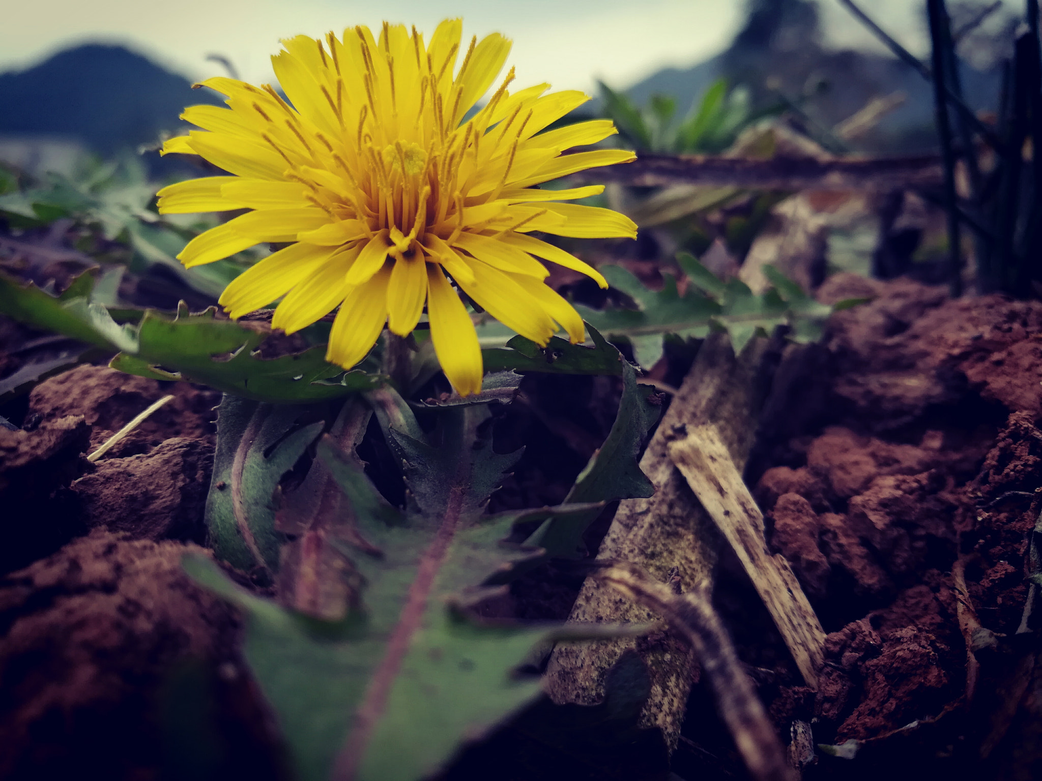 HUAWEI c??Eu?s 6X sample photo