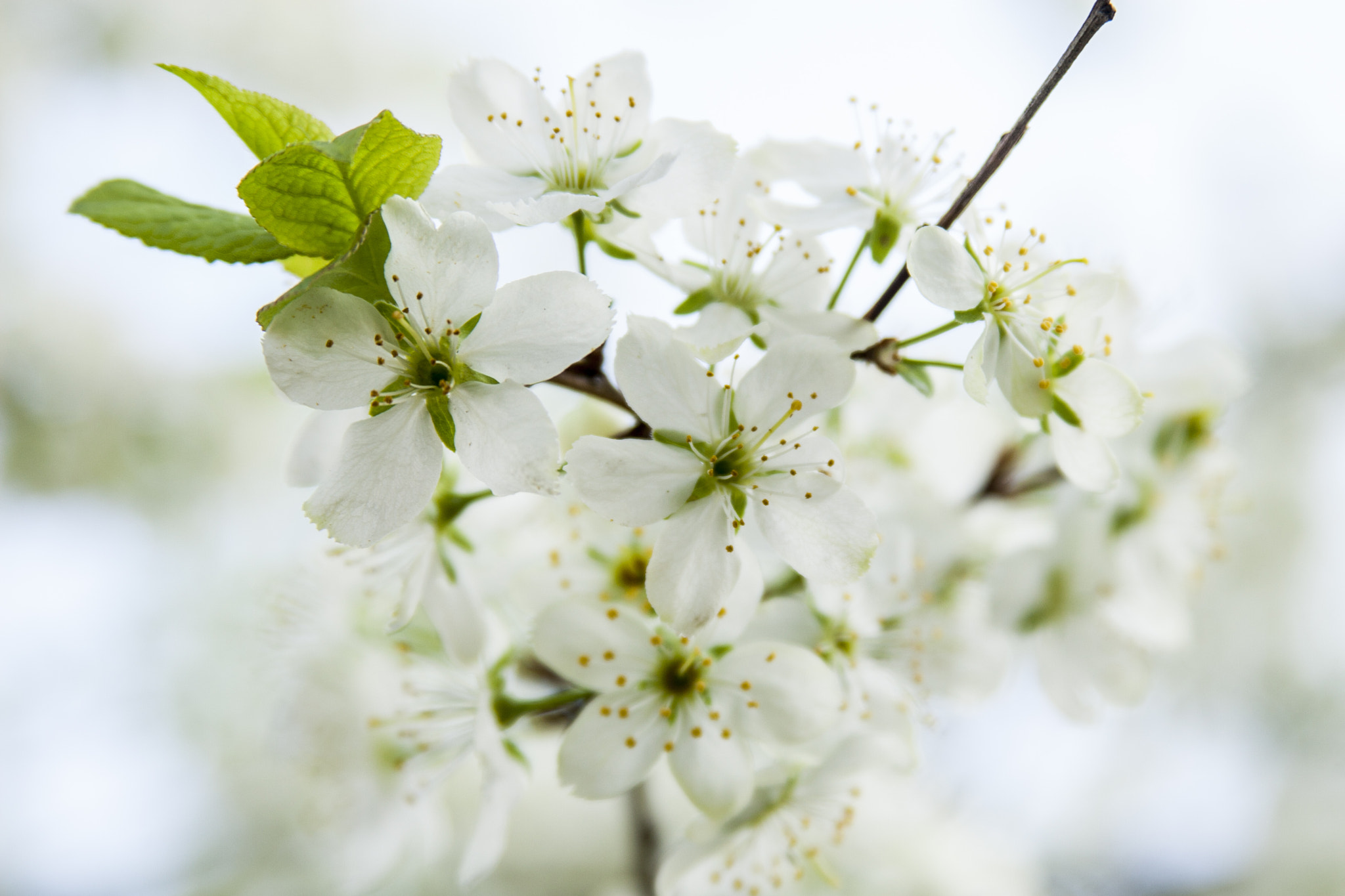Canon EF 28-135mm F3.5-5.6 IS USM sample photo. Spring photography