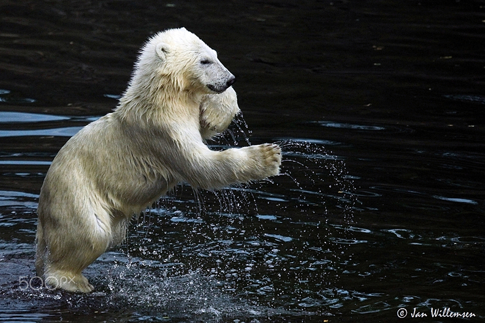 Canon EF 100-400mm F4.5-5.6L IS USM sample photo. Polar bear photography