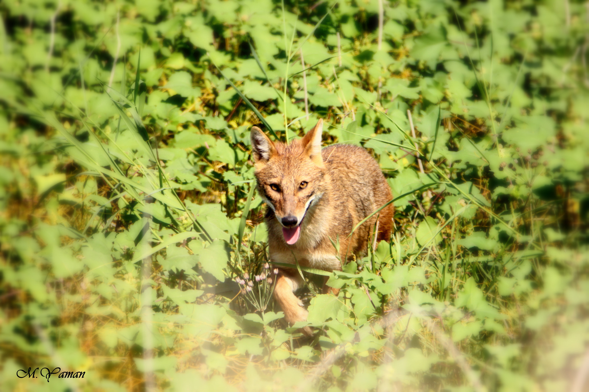 Tamron SP 150-600mm F5-6.3 Di VC USD sample photo. Jackal photography