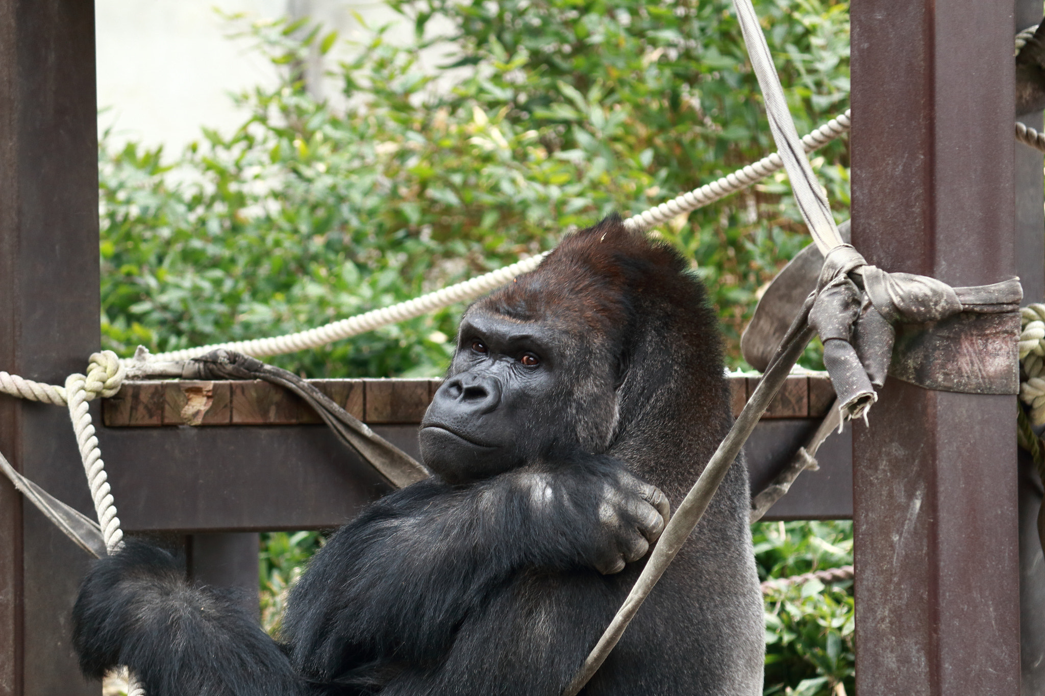 Canon EOS 100D (EOS Rebel SL1 / EOS Kiss X7) sample photo. Gorilla photography