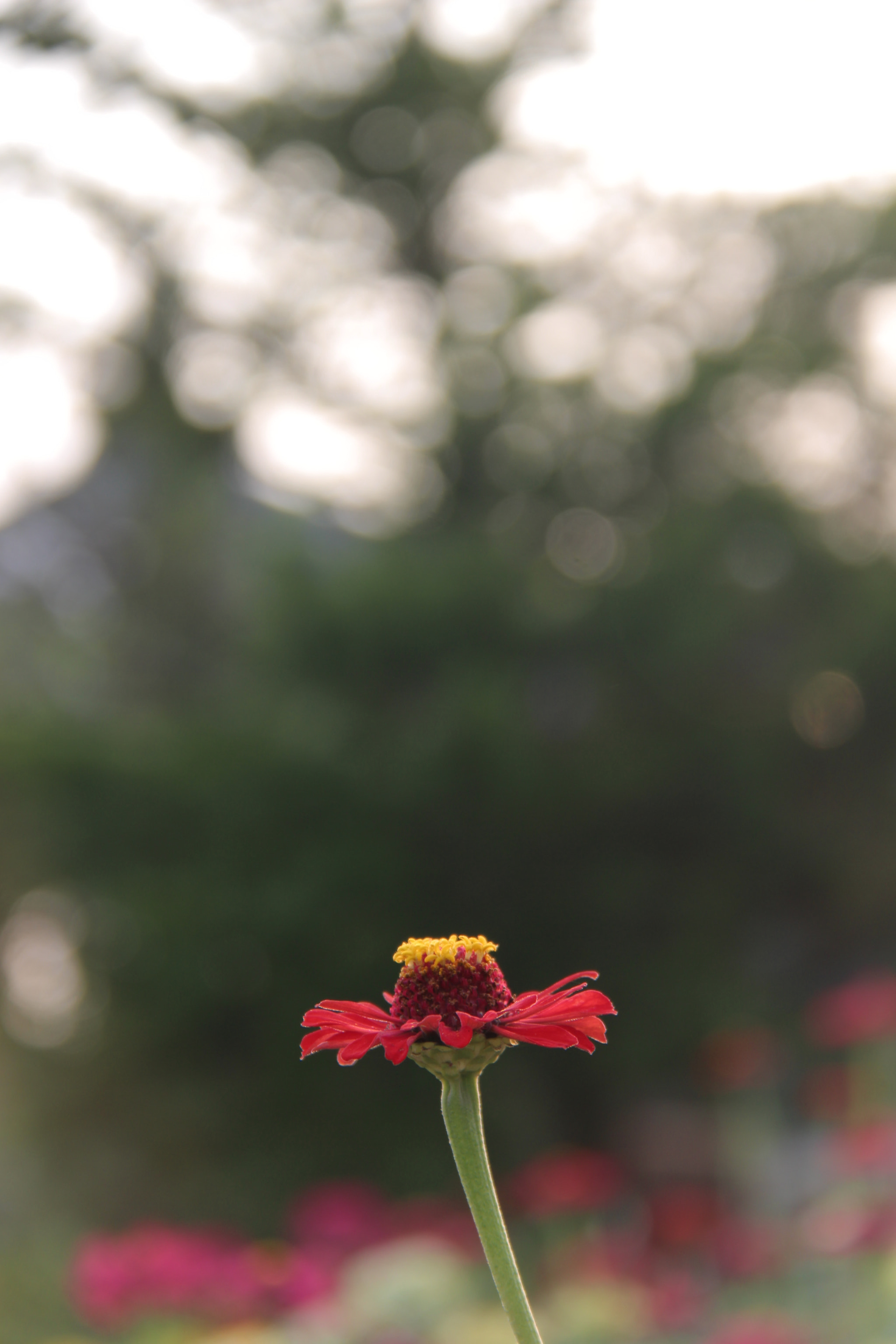 Canon EF-S 18-200mm F3.5-5.6 IS sample photo. 고향에서``````예뻐서  찰칵^^ photography