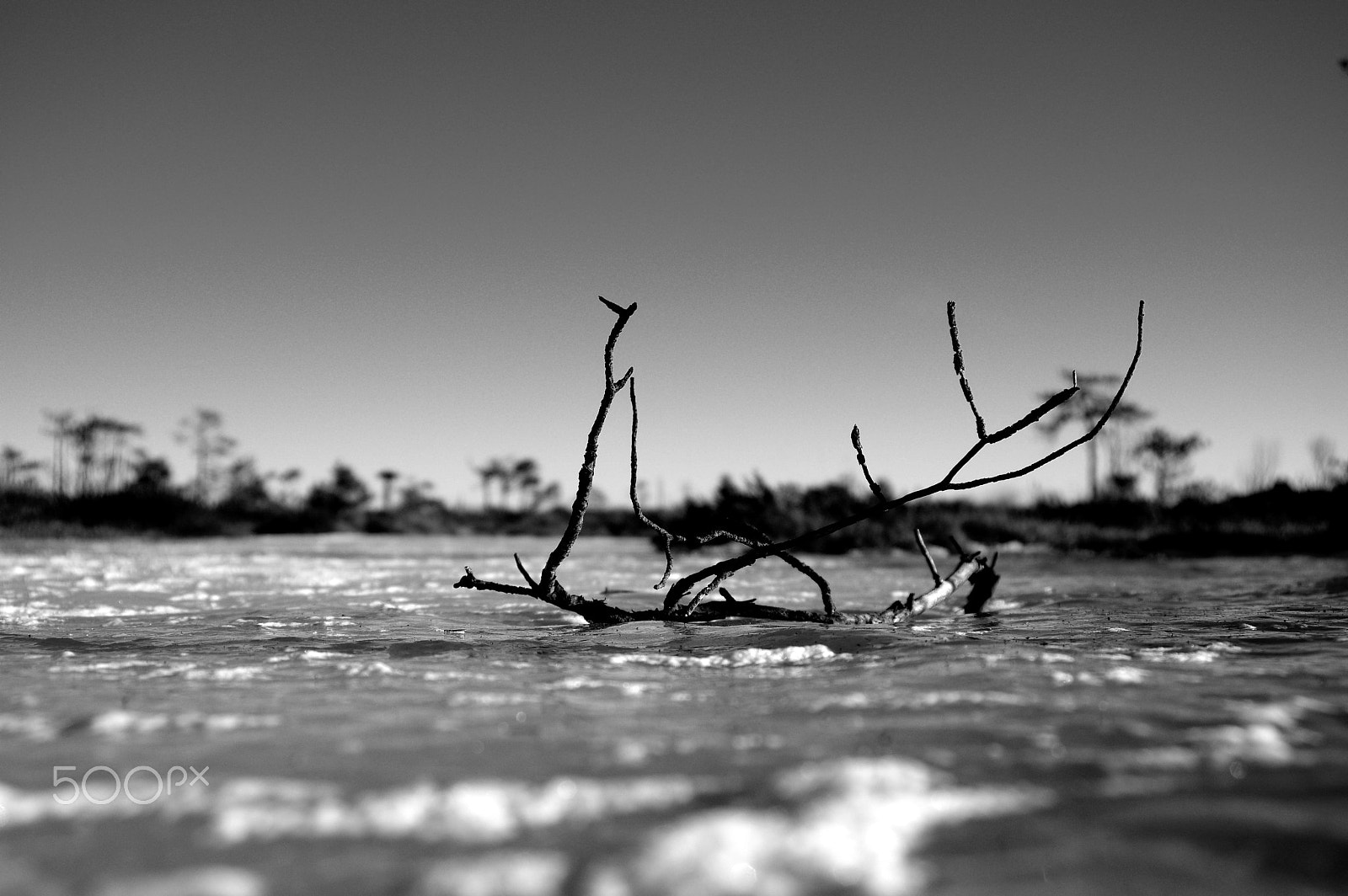 Pentax K-3 II + Sigma 17-35mm F2.8-4 EX DG sample photo. Branches ... photography