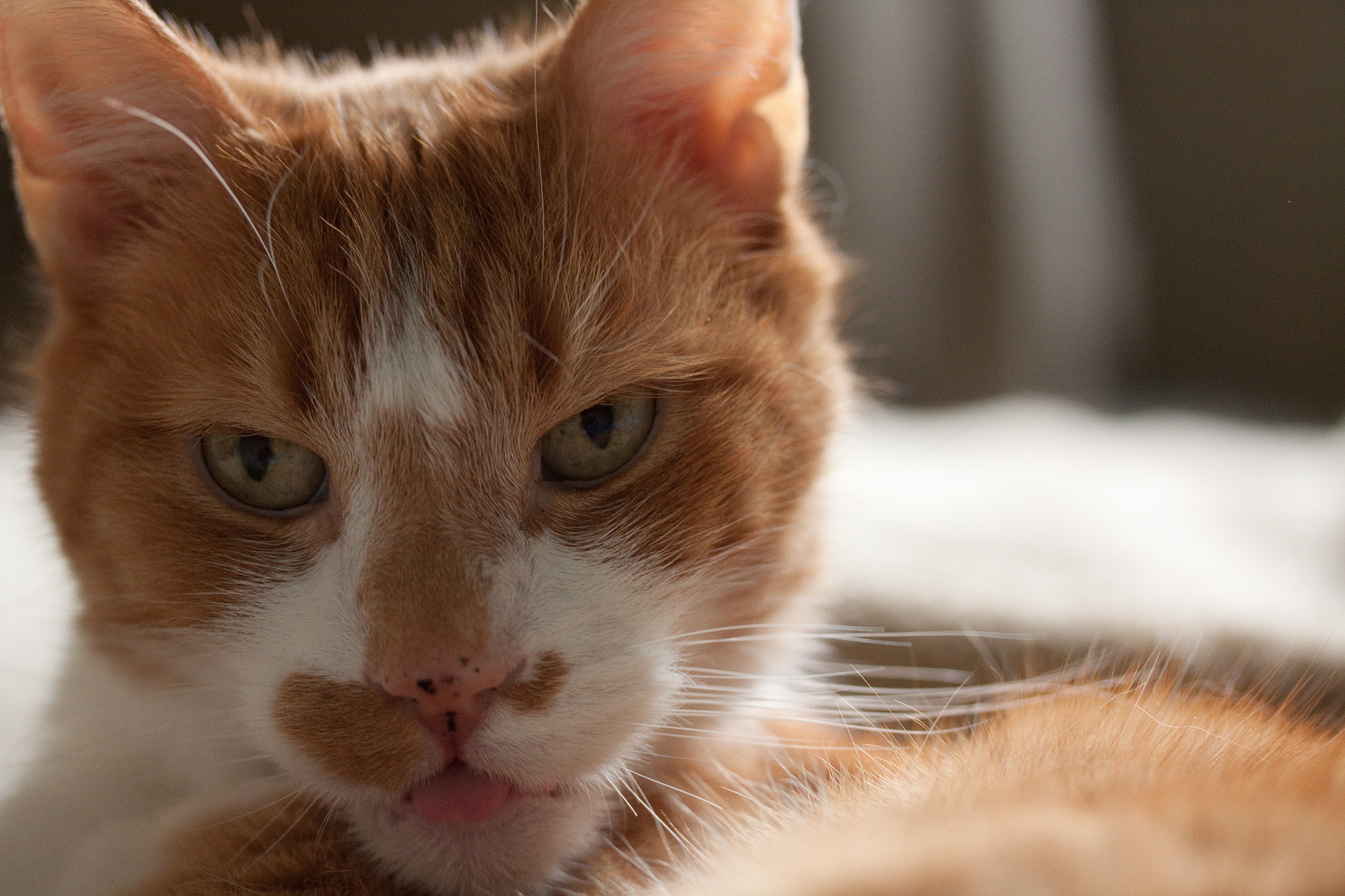 Canon EF-S 60mm F2.8 Macro USM sample photo. Cats tongue photography