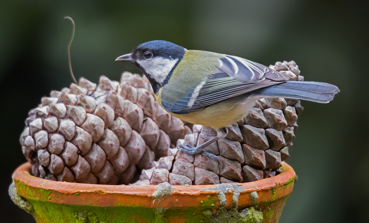 150-600mm F5-6.3 DG OS HSM | Sports 014 sample photo. Great tit photography